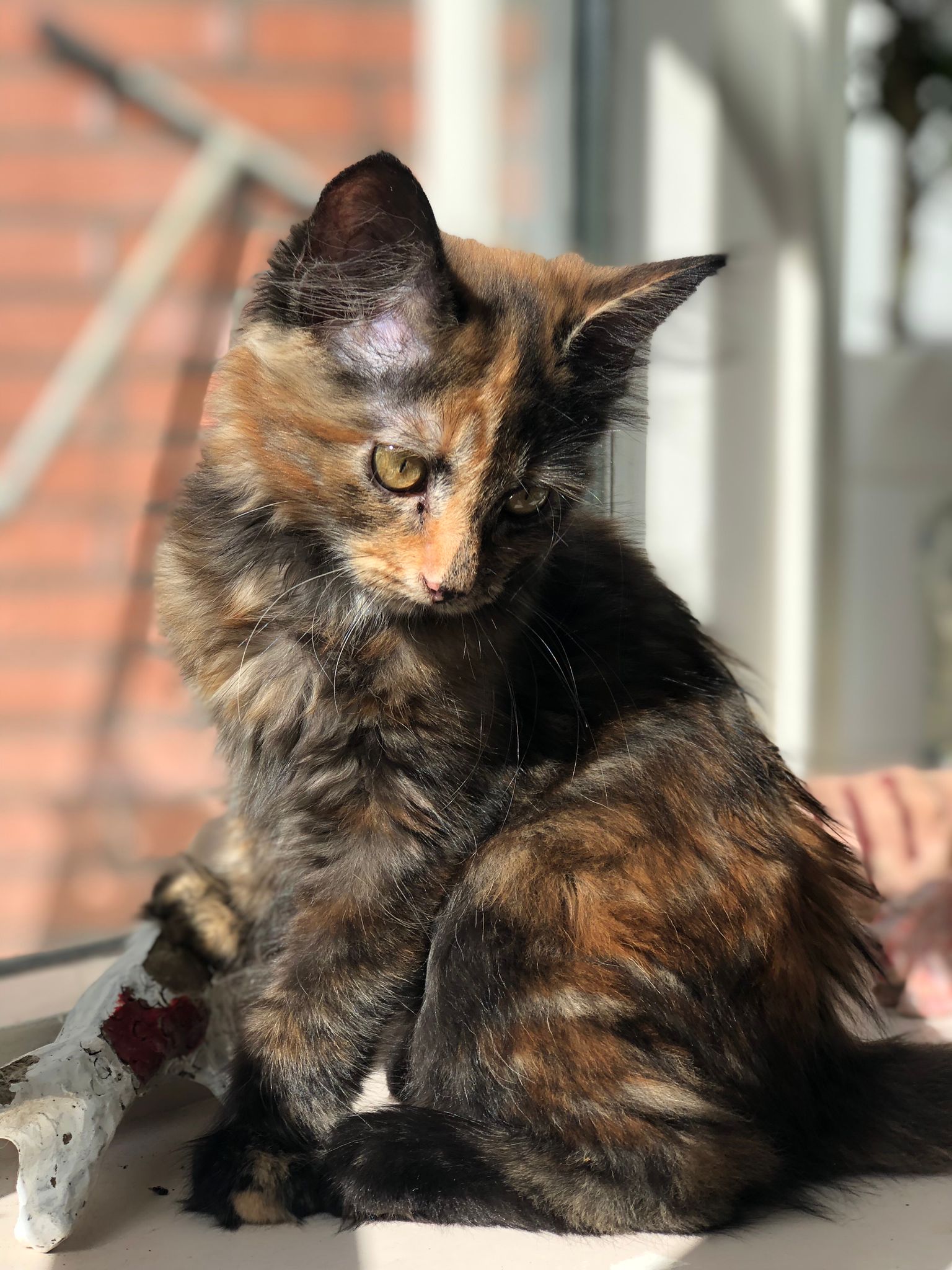 She is half Norwegian forest cat, so maybe something Norse? idk, please