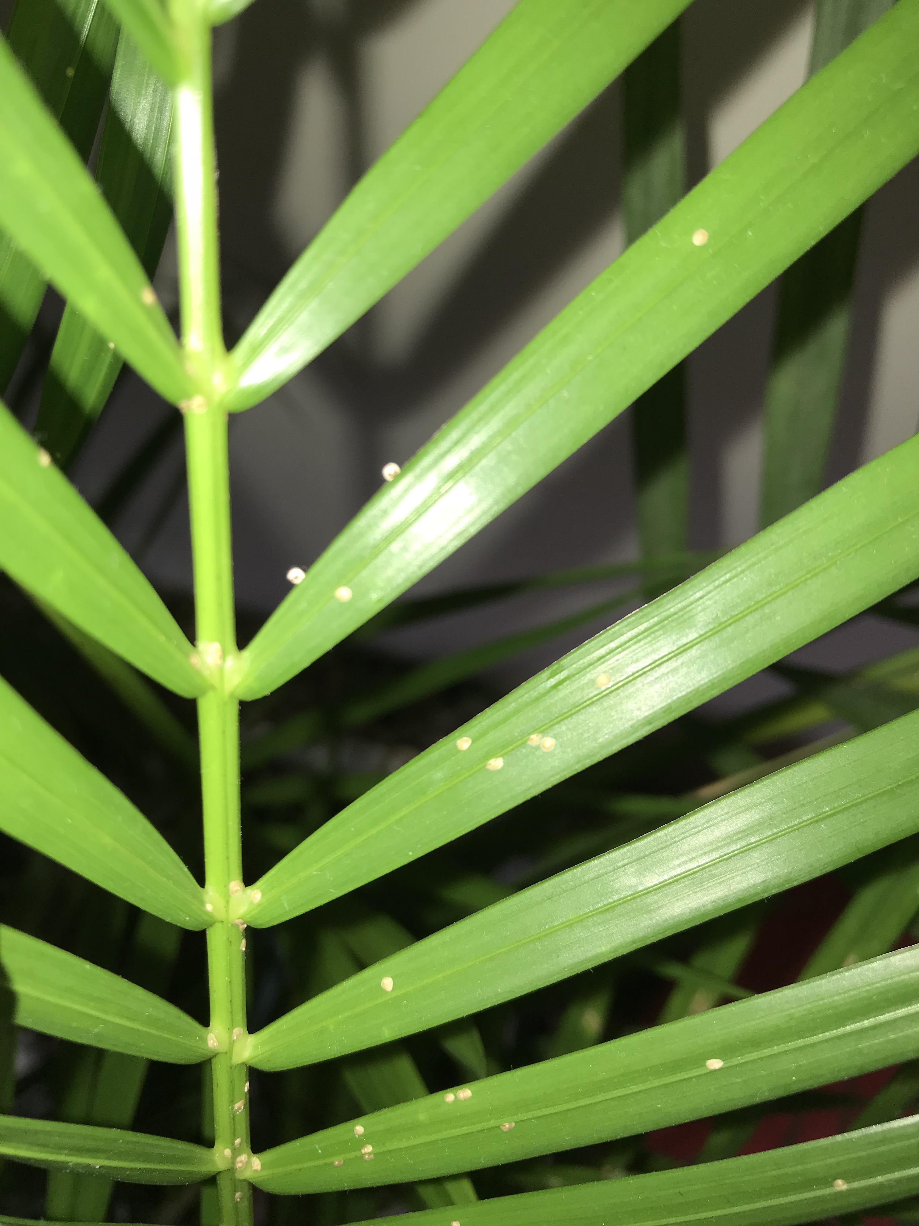 Little white specks appeared on my houseplant. What might this be and