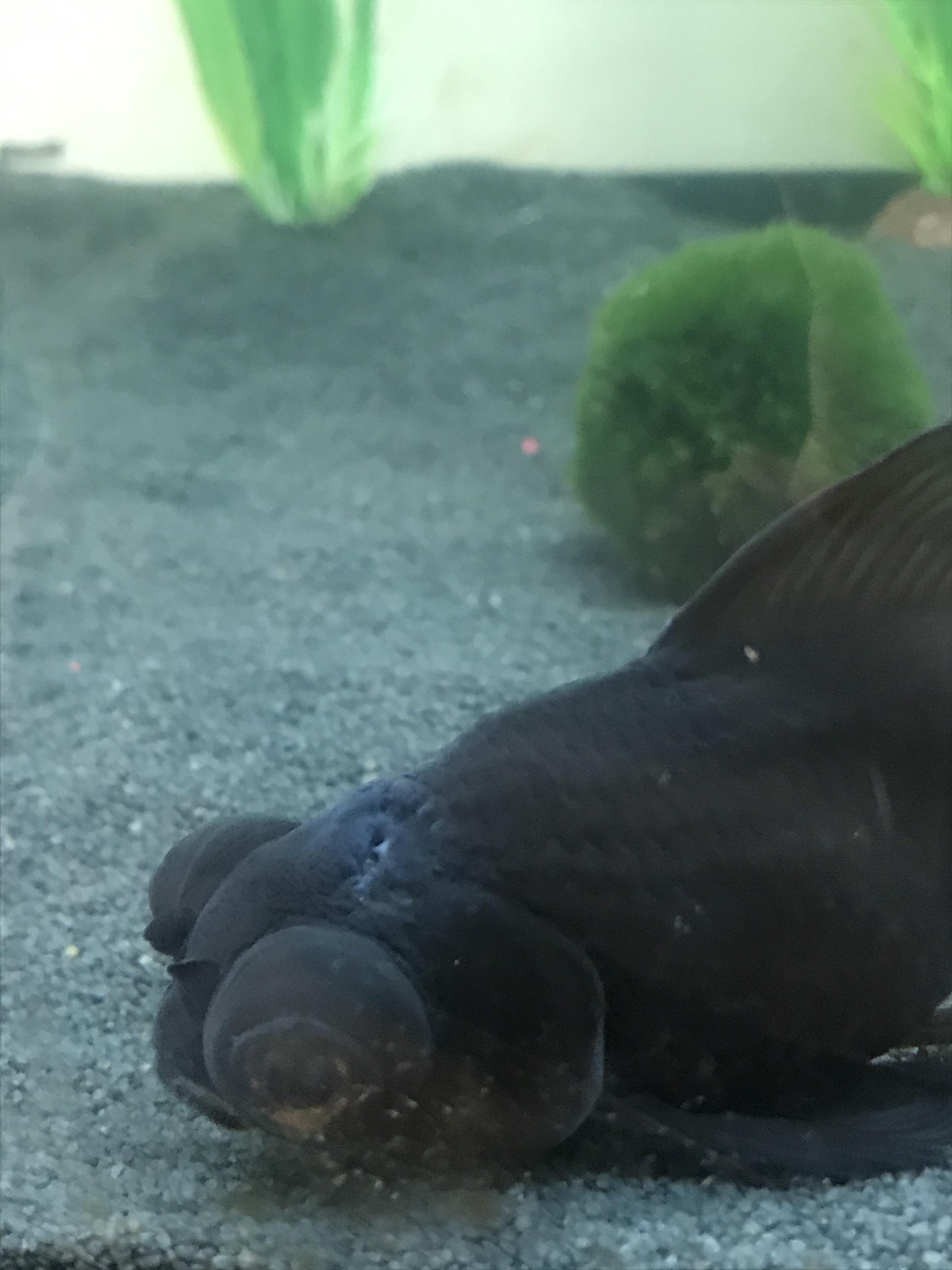 Hole in the head disease r/Goldfish