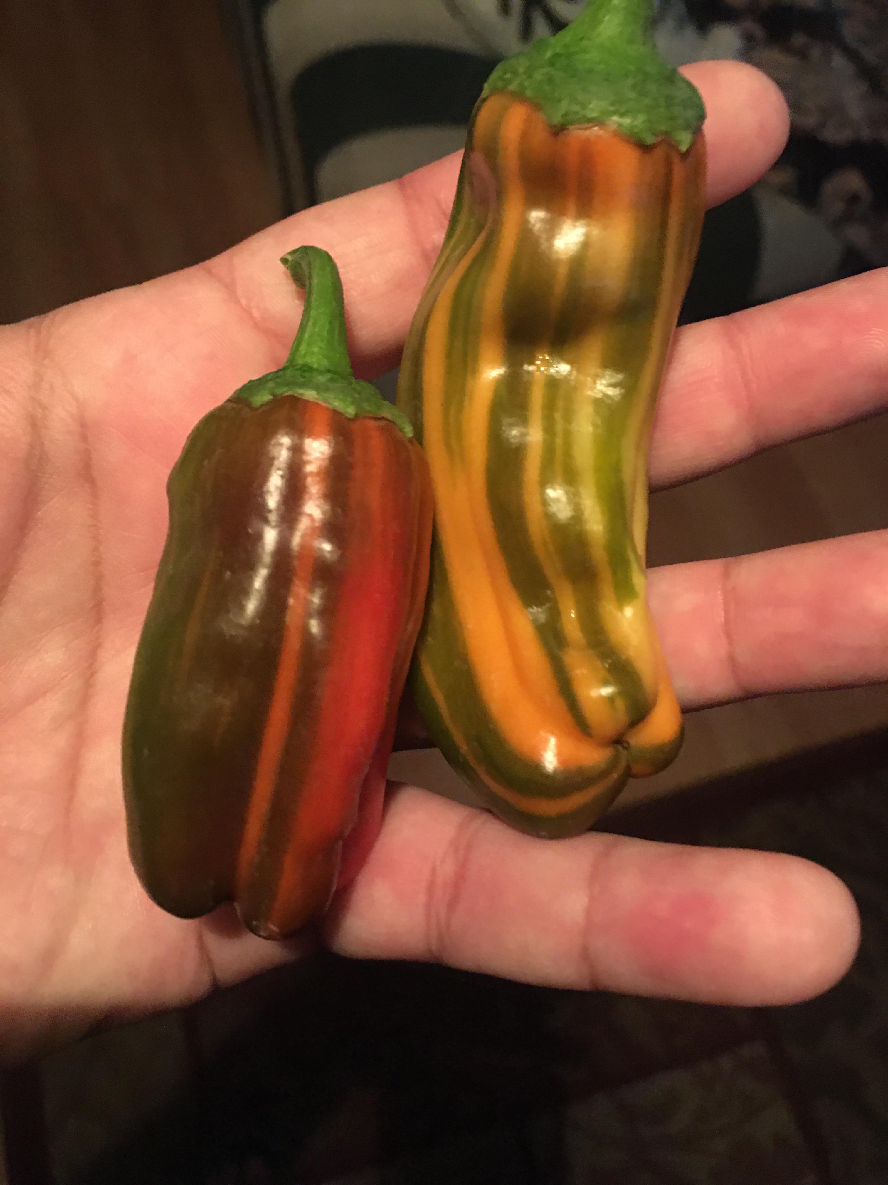 My Candy Cane peppers are looking really tasty 😋 r/gardening