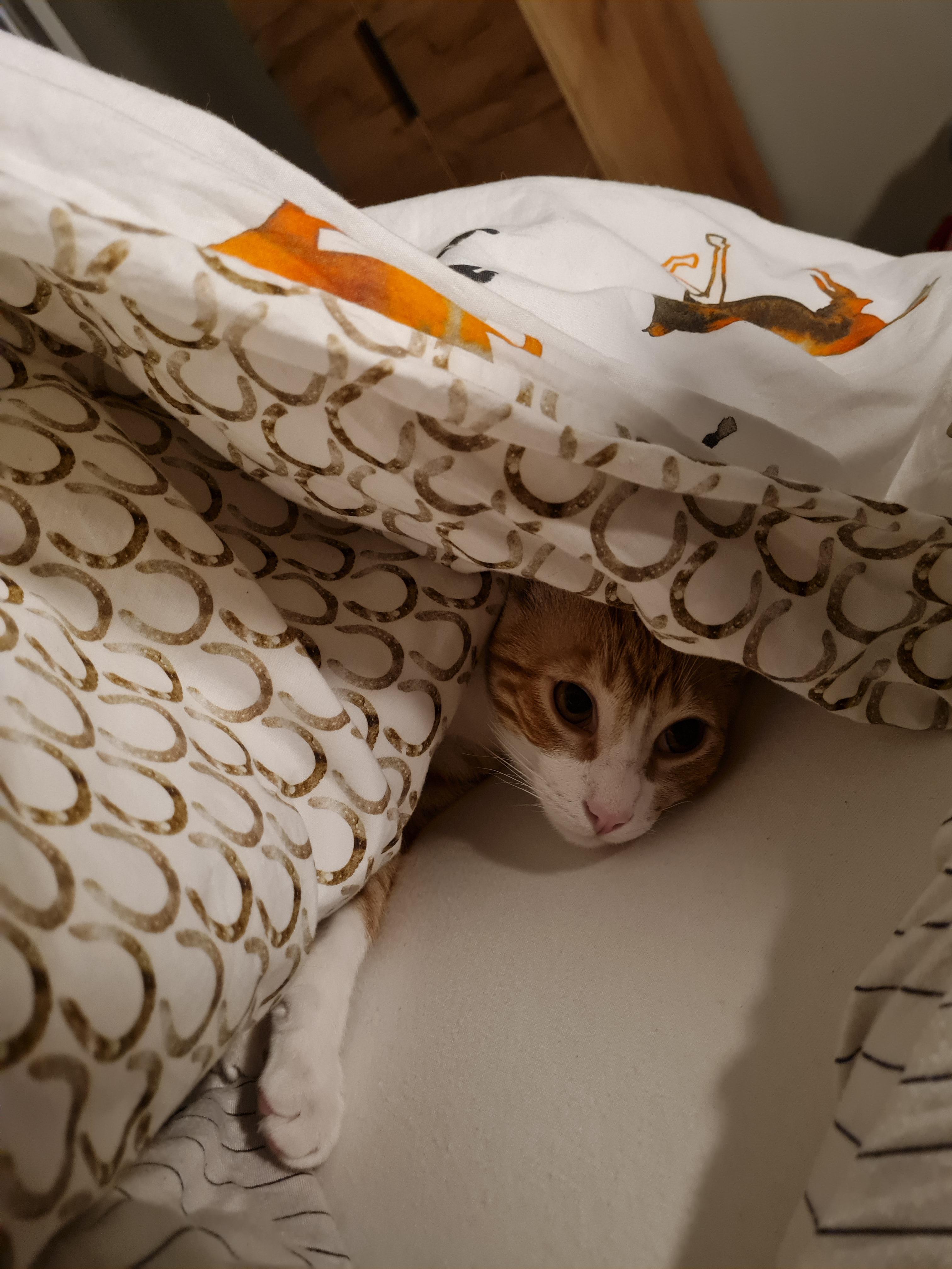 loves to come and snuggle under the covers with me in the