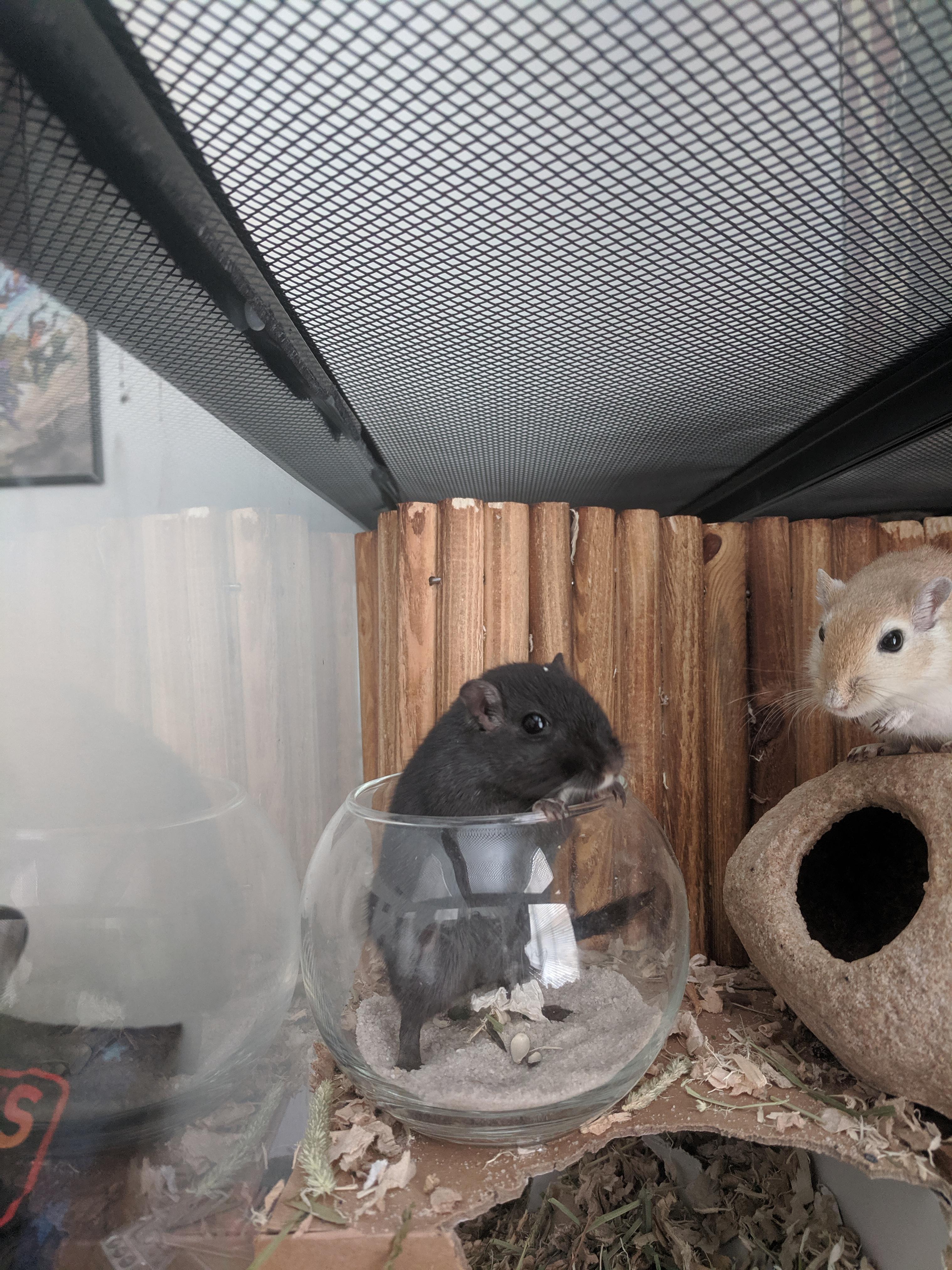 Uh oh. They know it's time to clean the tank. r/gerbil
