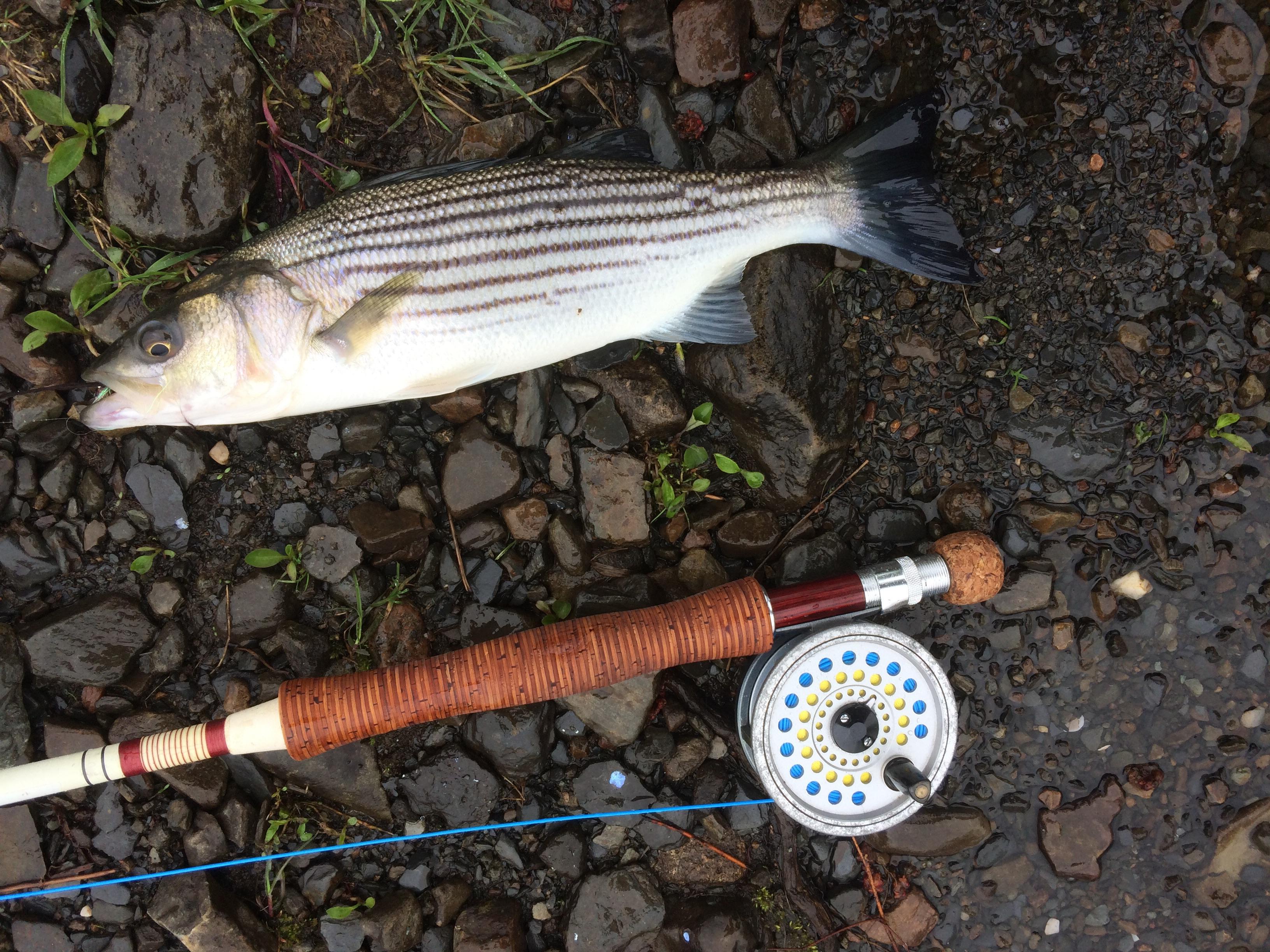 Striped bass arrived in Nova Scotia. Mostly small but I have a blast