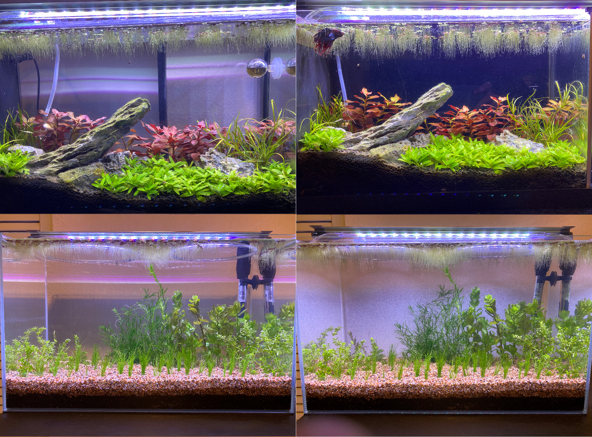 10 & 10 minutes Backgrounds on your aquarium makes a huge difference