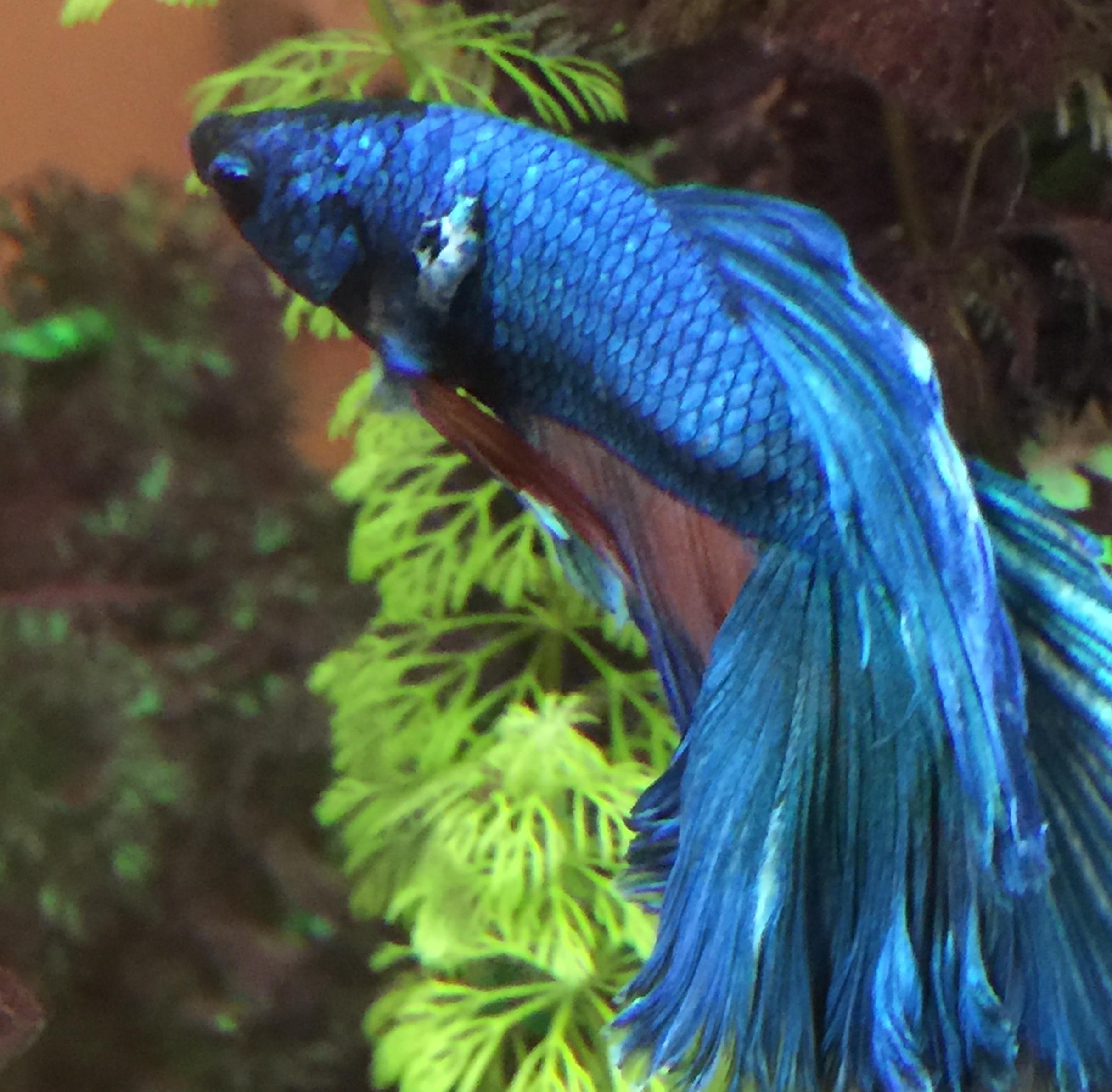 White bump on betta tumor? bettafish