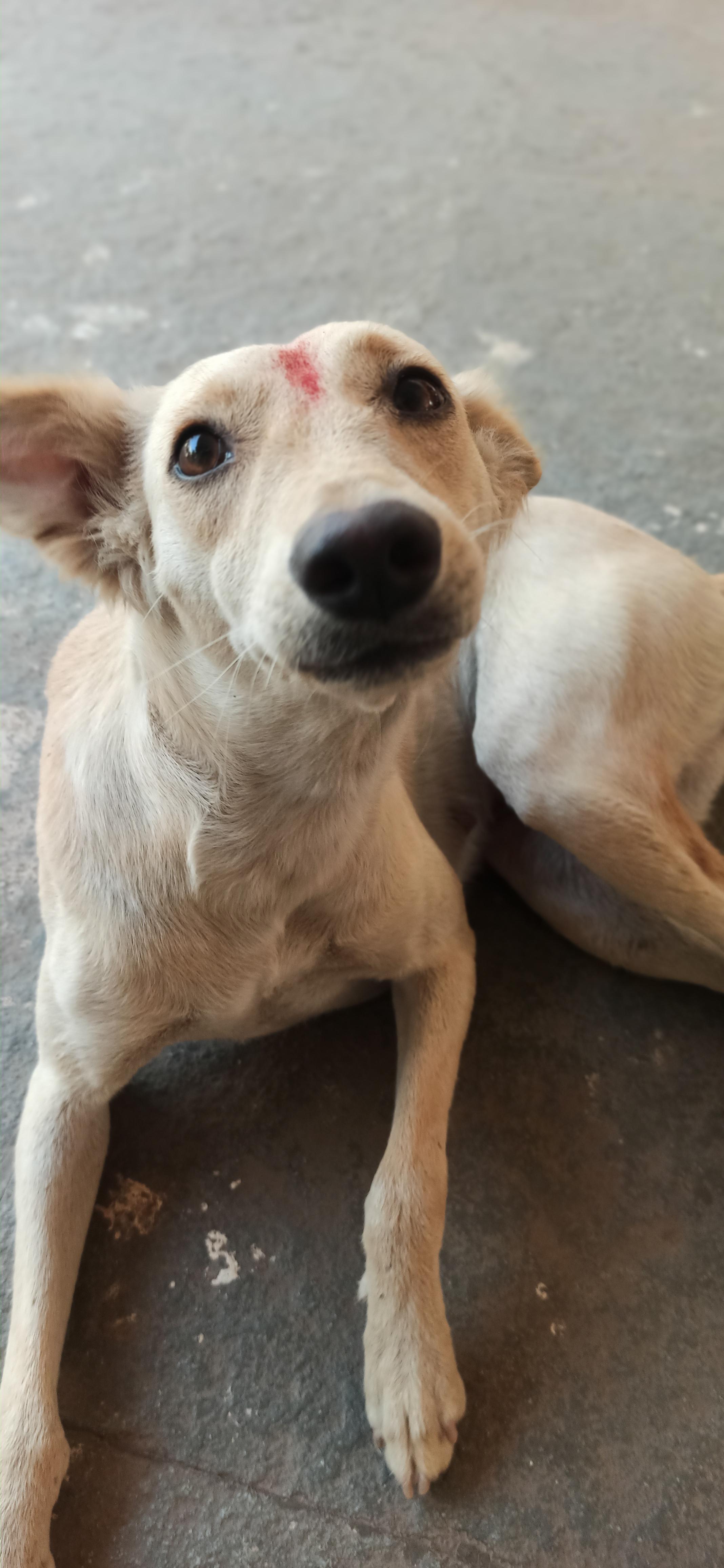 stray dog Reddit post and comment search SocialGrep