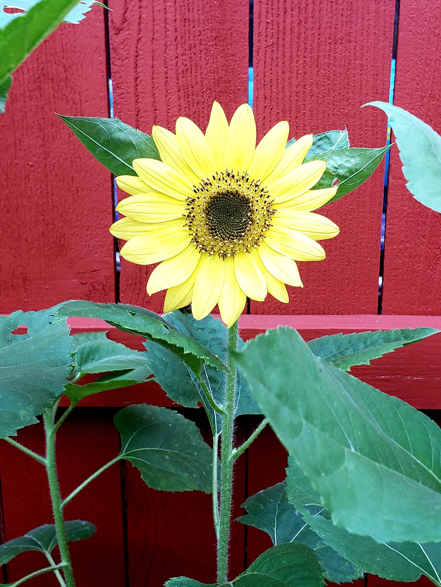 First bloom Houston, TX r/sunflowers