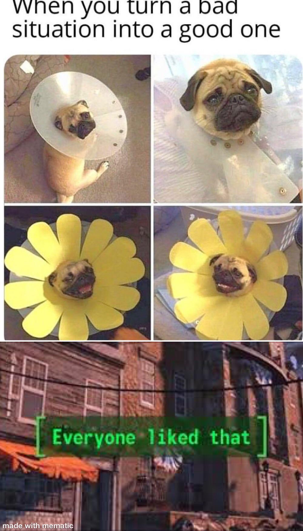 Flower dog r/memes