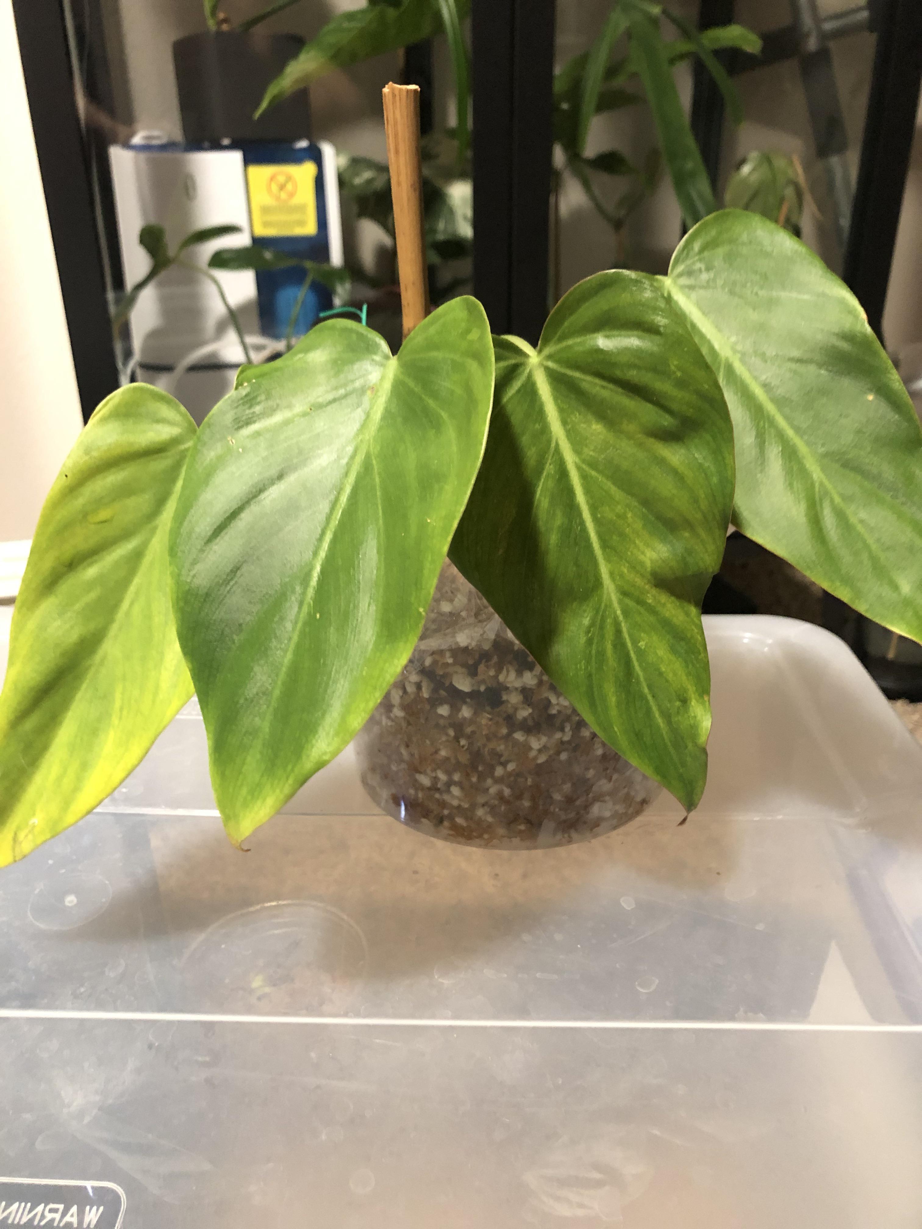 Probably the rarest plant in my collection now, the (untradeable