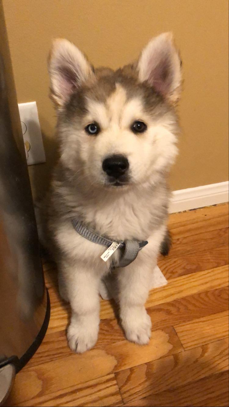 So I got a new puppy today r/aww