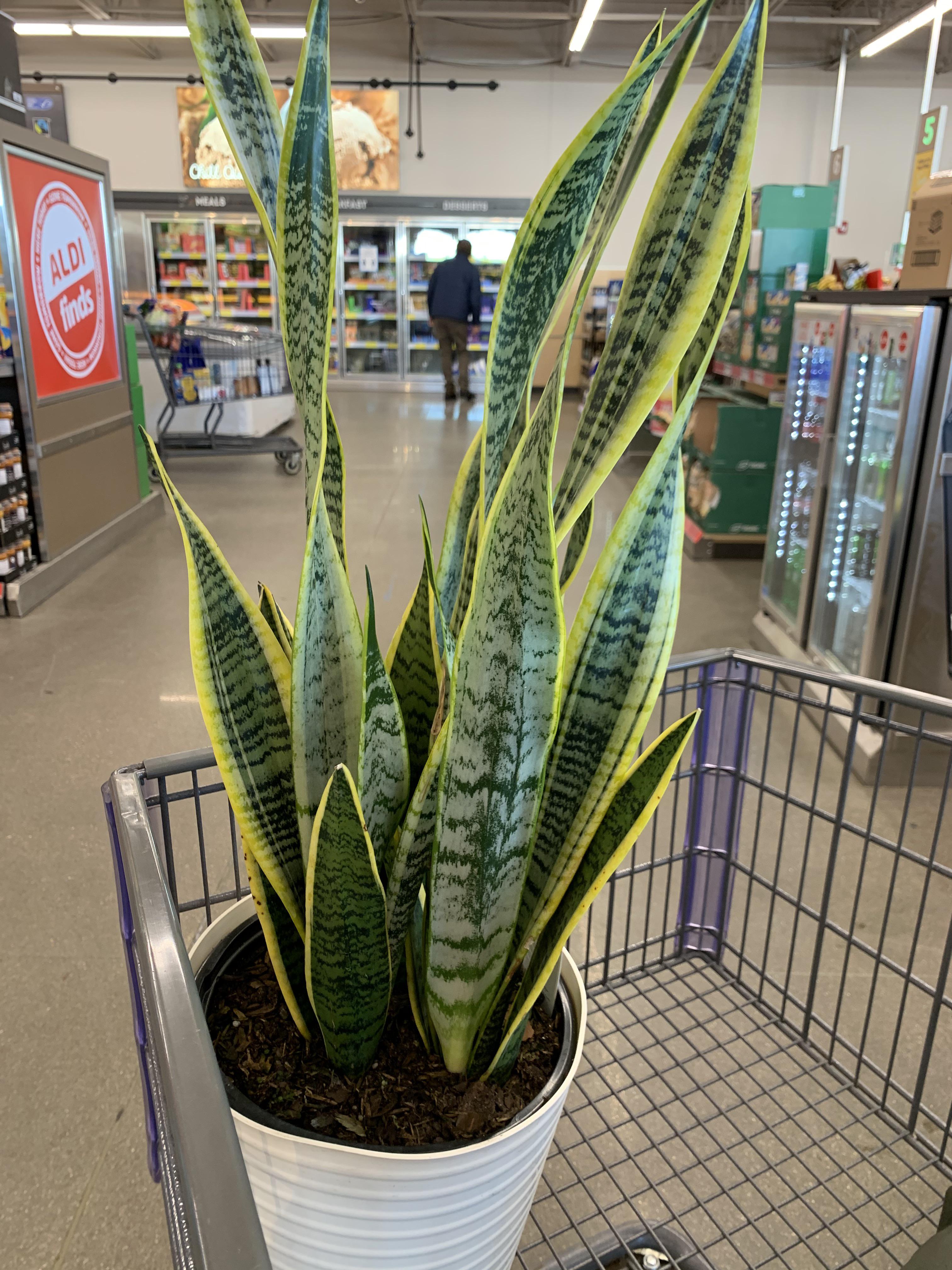 Grow Bags Aldi G4rden Plant