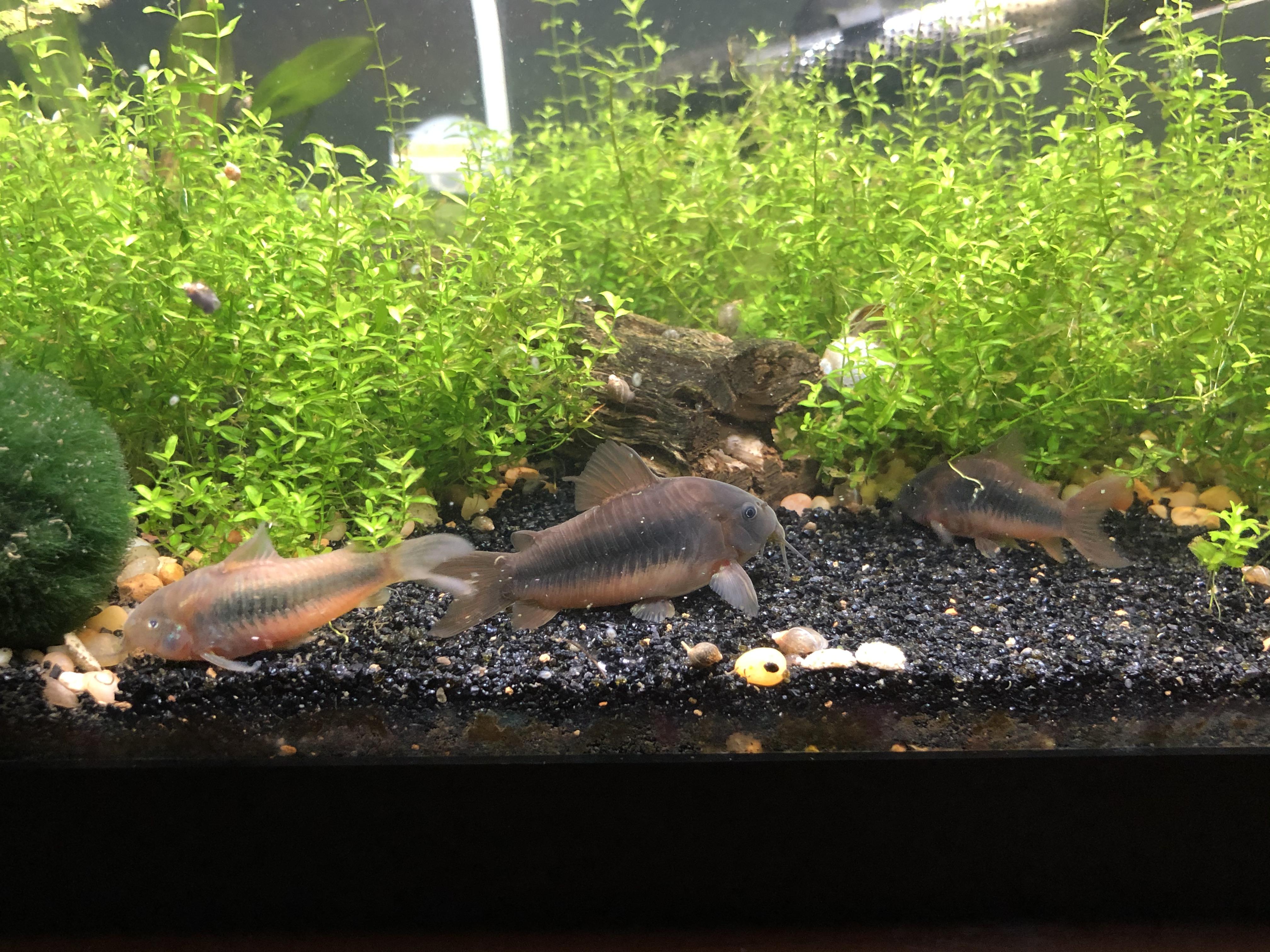 My three Bronze corys. One of which likes all the food! r/corydoras