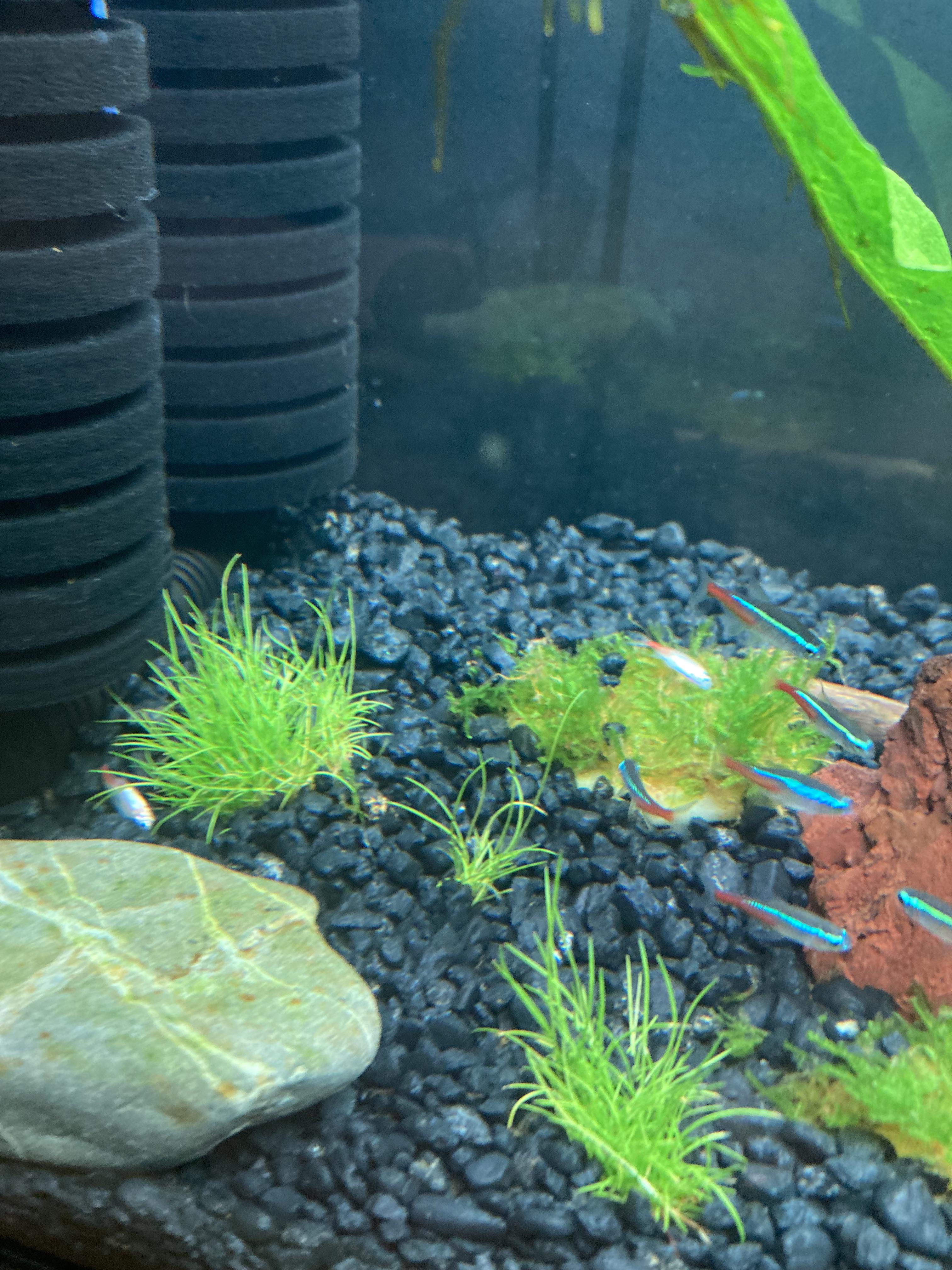 fish suddenly dying r/Aquariums