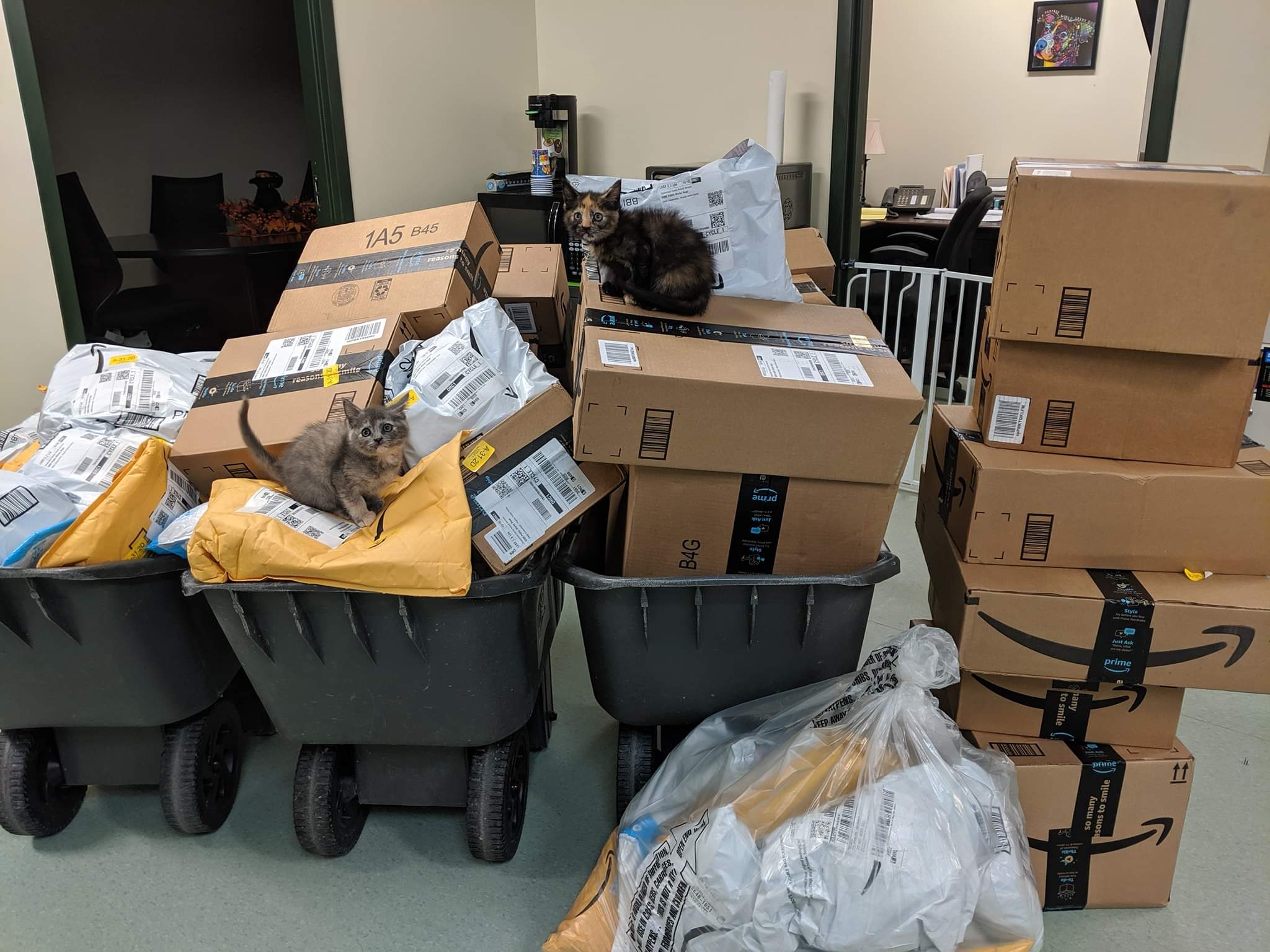 Animal Shelter Uses Rice Filled Socks to Keep Kittens Warm. They Were