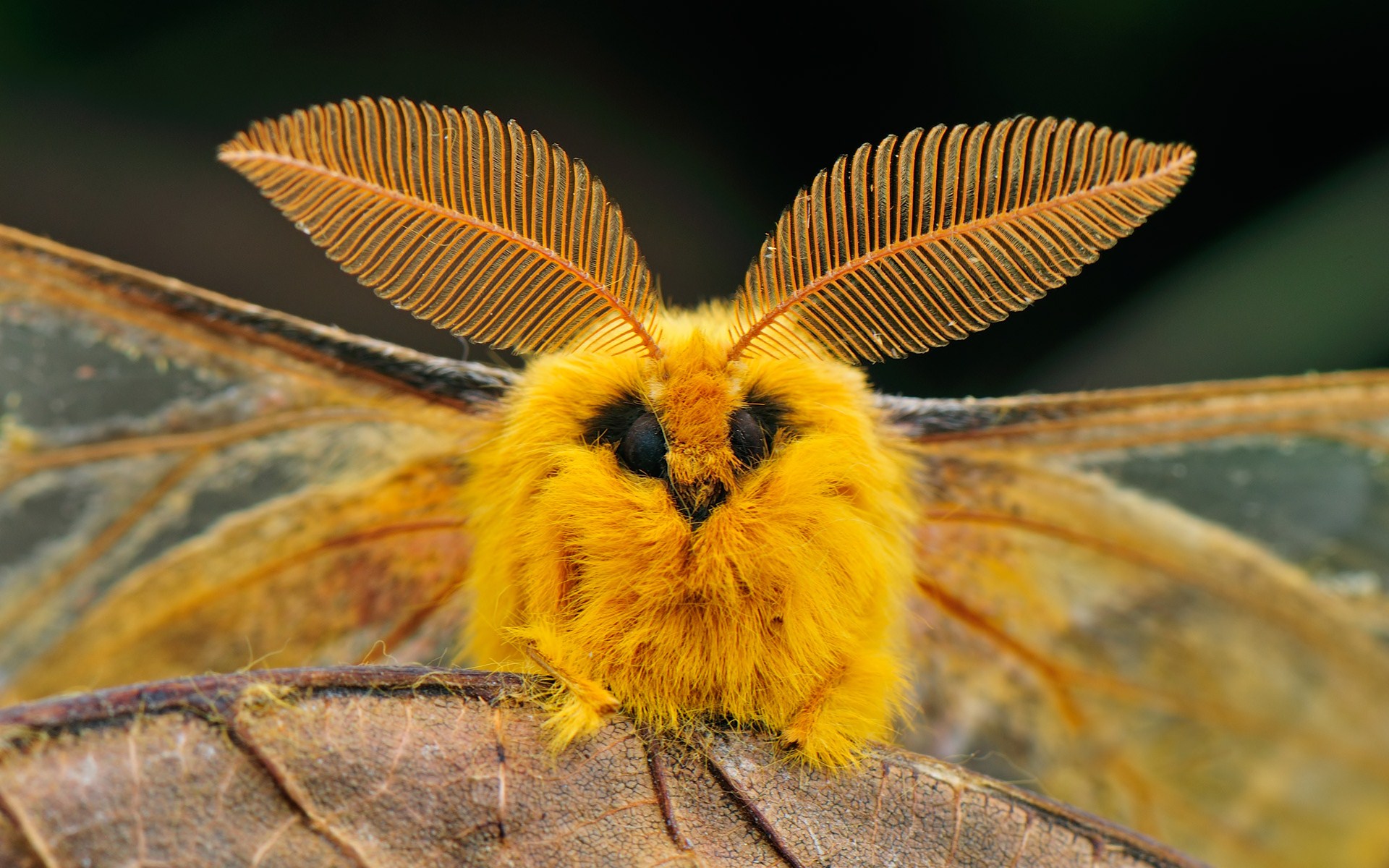 This fluffy moth r/aww