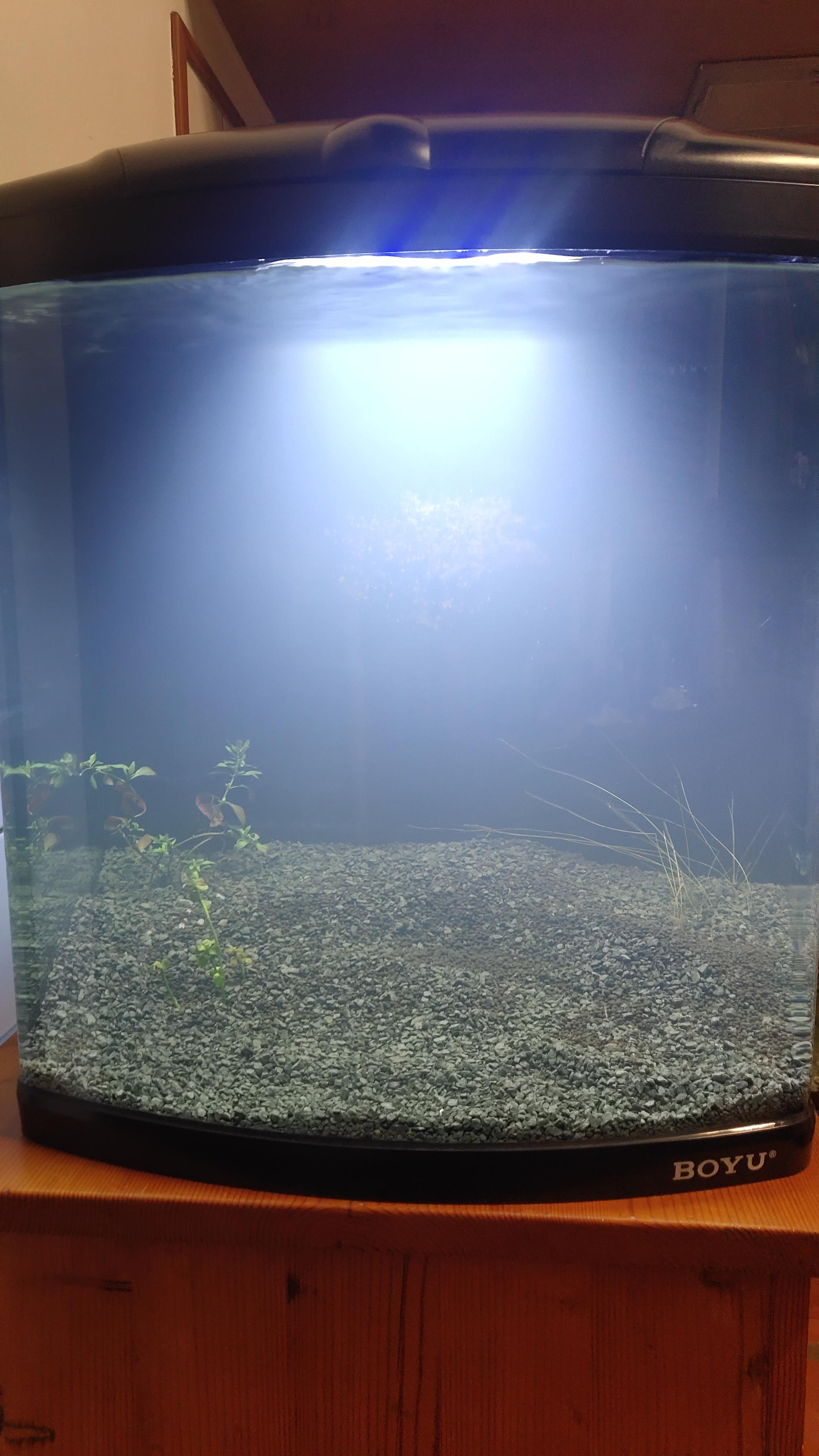 Murky waters in newly cycled tank r/Aquariums