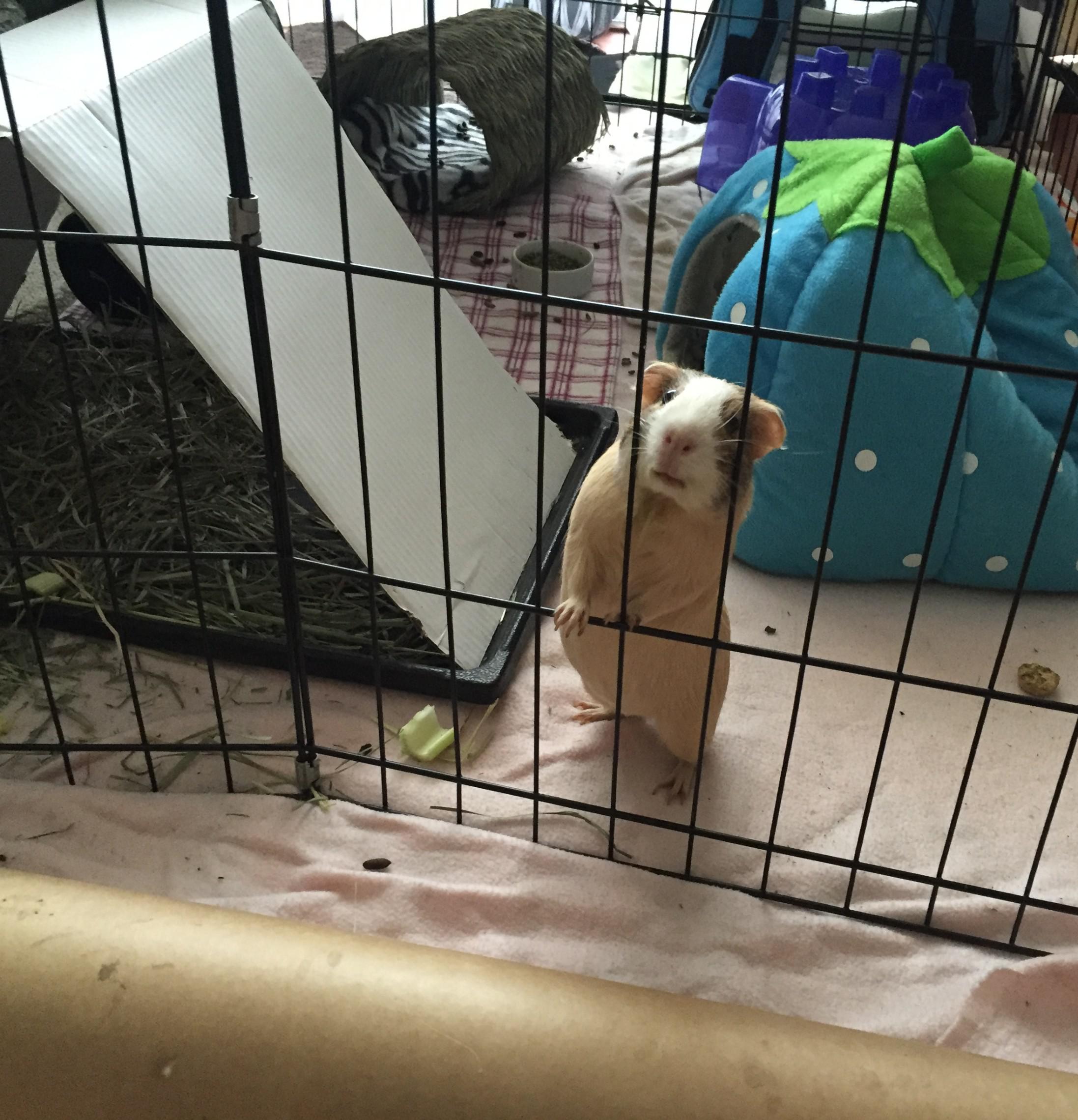 One of the first pictures I took of Maple. r/guineapigs