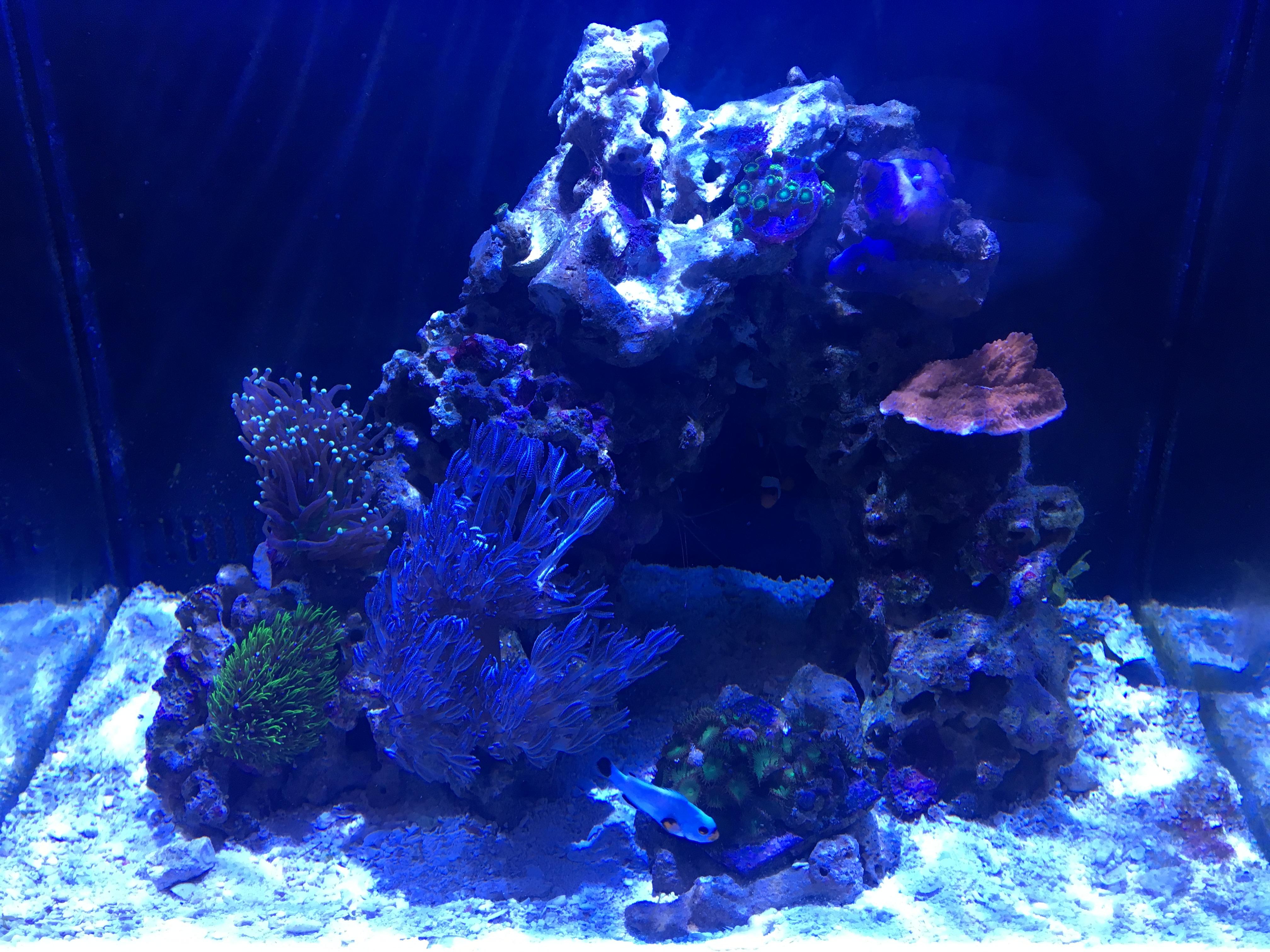 Almost three months progress in my 15 Gallon nano reef! Looking for