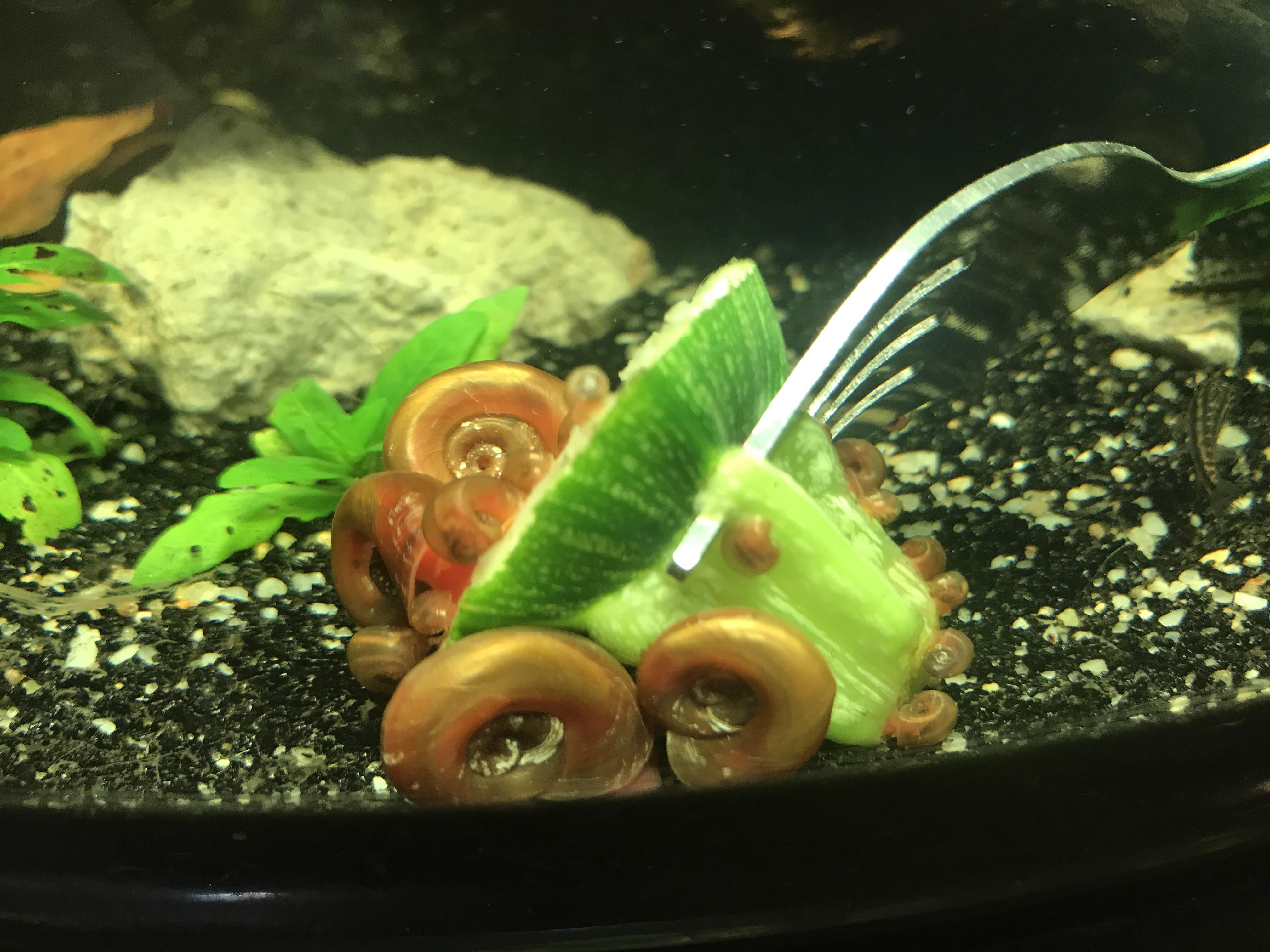 About 3 generations of ramshorns sharing a zucchini end. I may be