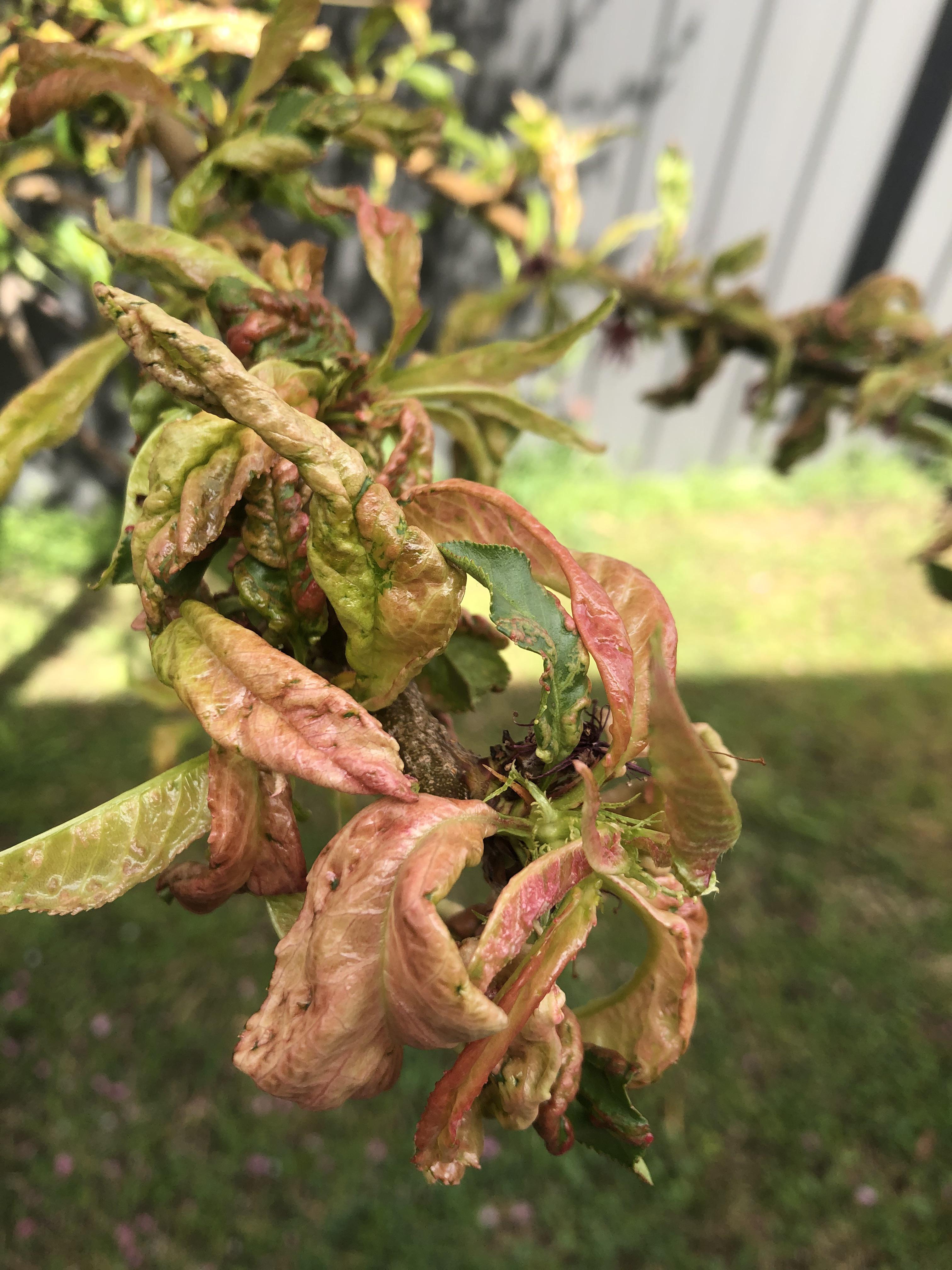 Can anyone tell me what is wrong with my nectarine tree? Leaves all