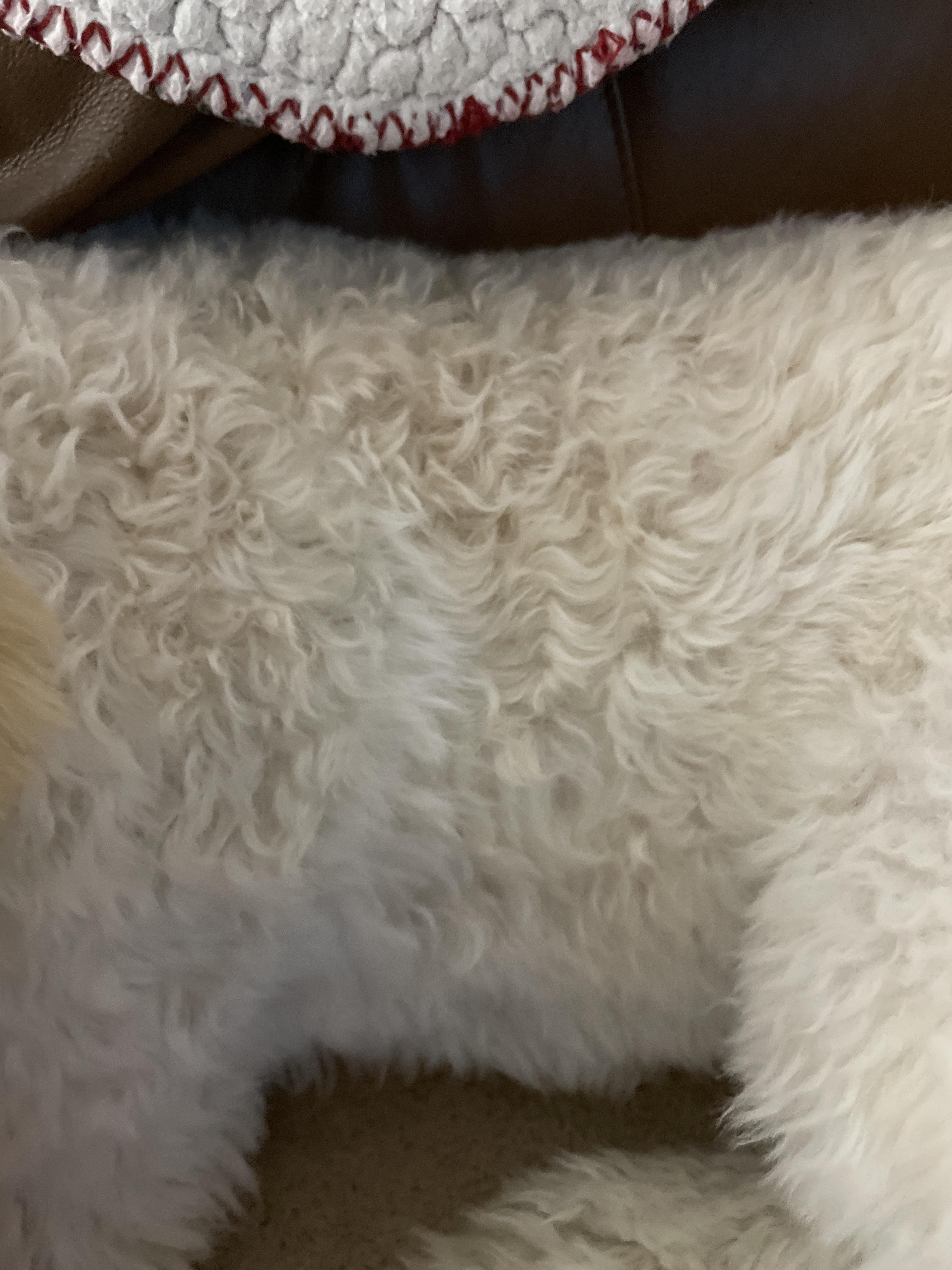 My puppy has curly hair r/Goldendoodles