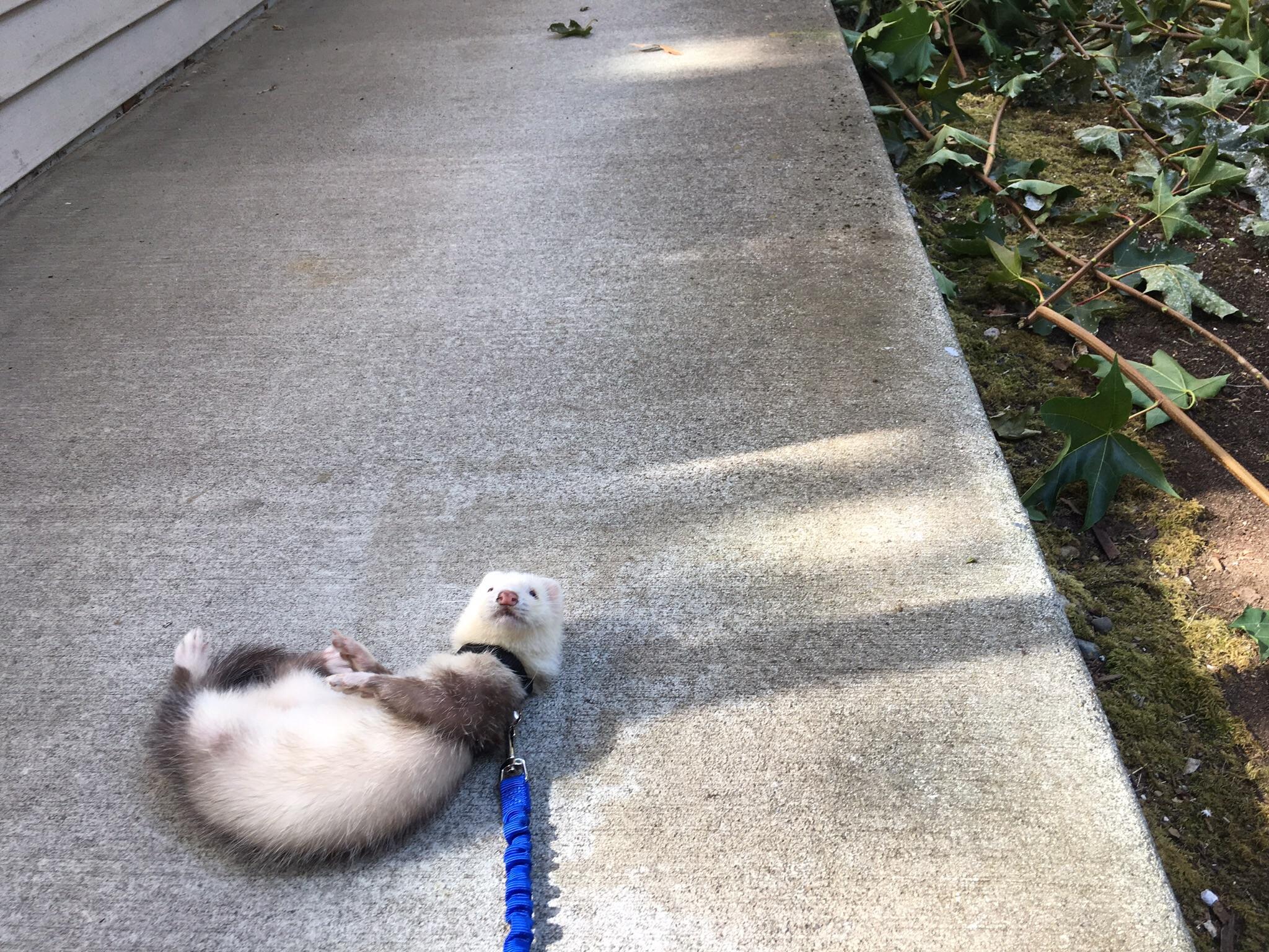 The first time i took my ferret outside he just could not grasp the
