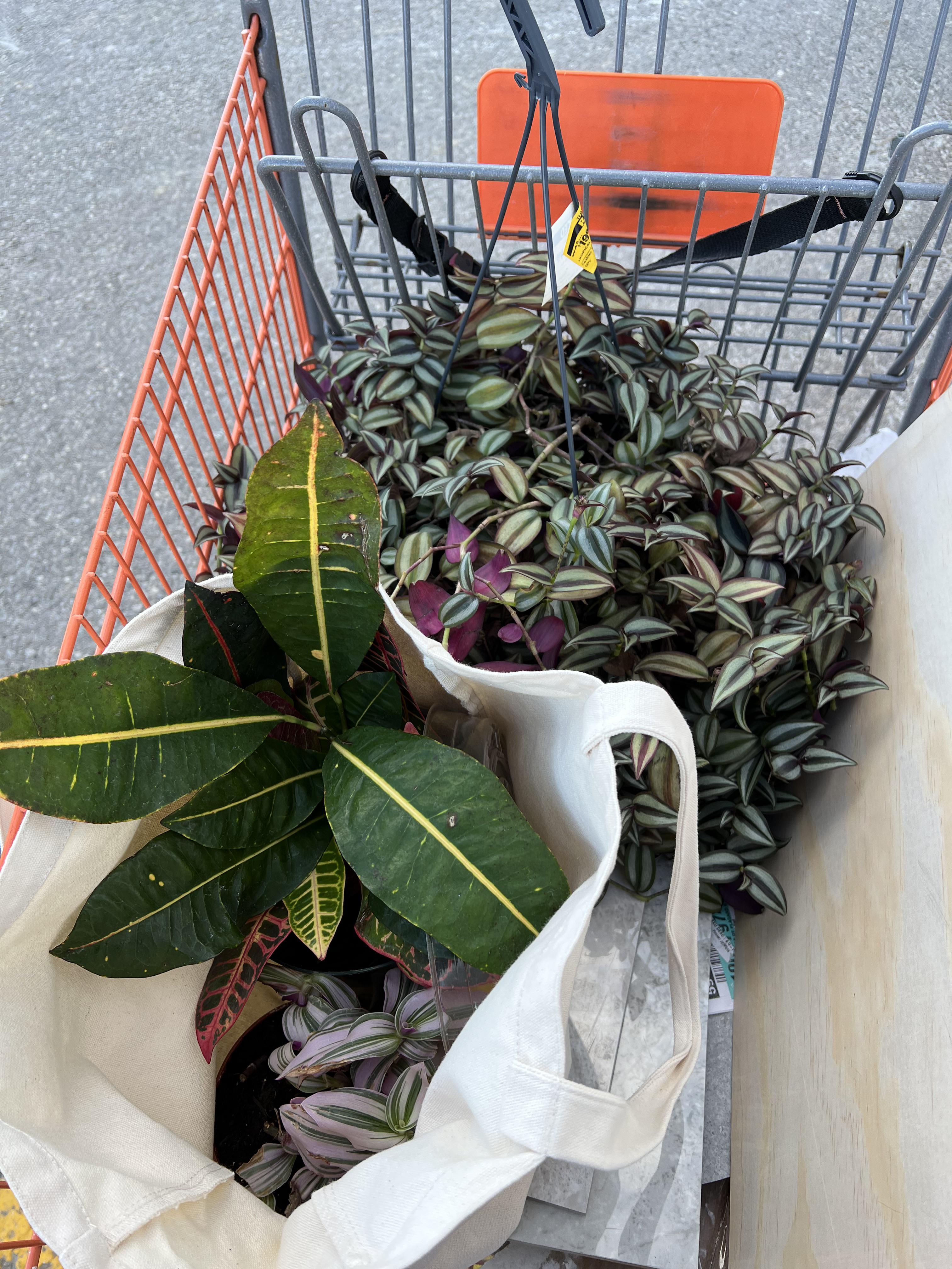 Home Depot sale plants r/houseplants