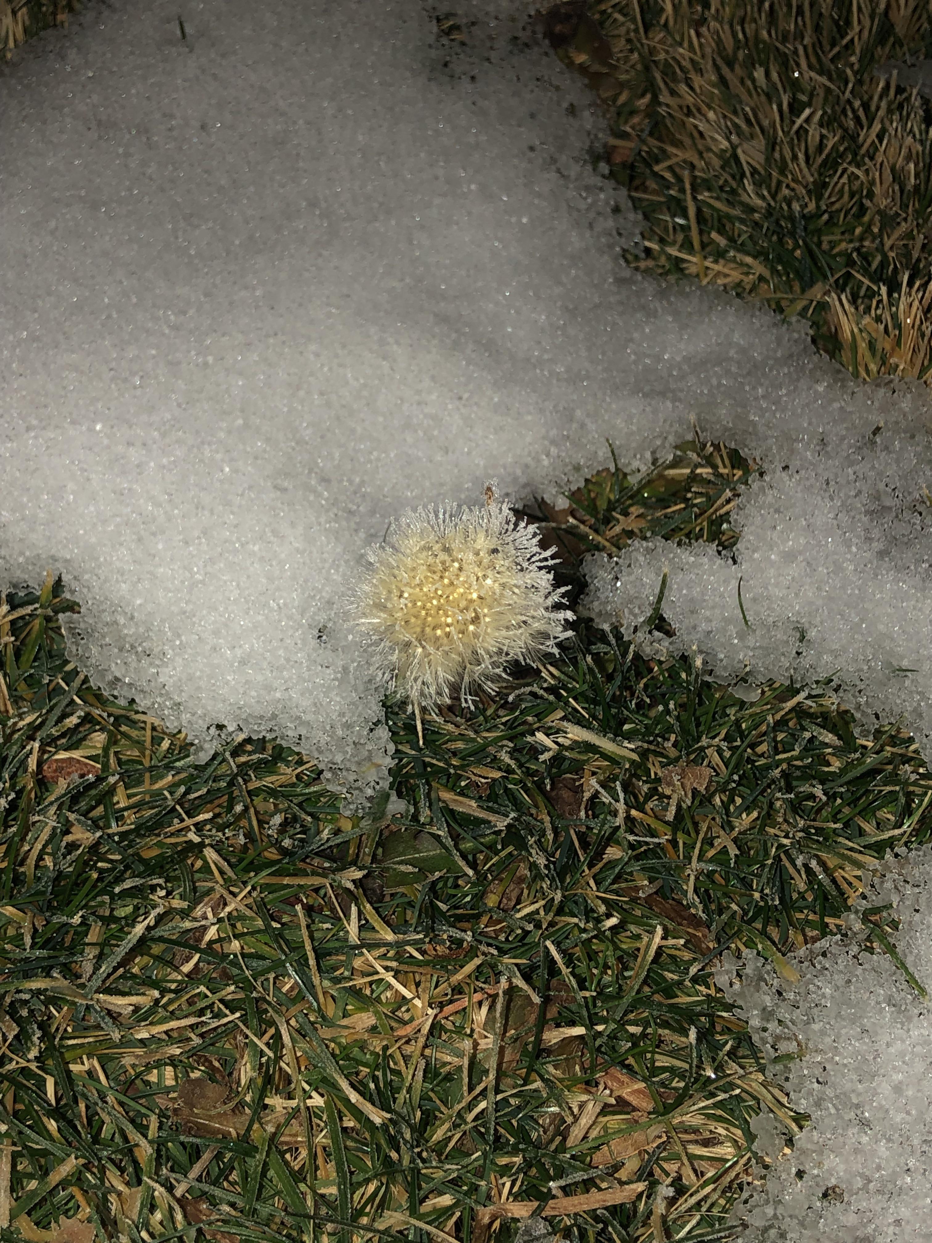 This frozen dandelion I found. r/mildlyinteresting
