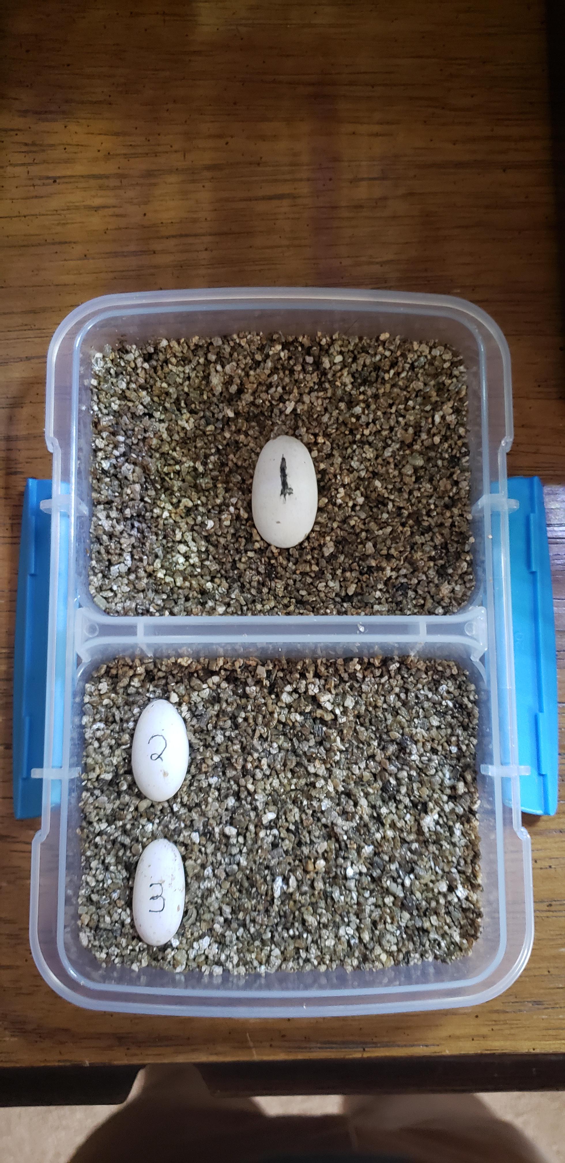 Egg 1 is so much bigger than the rest lol. It weighs 4.5 grams! 89 days