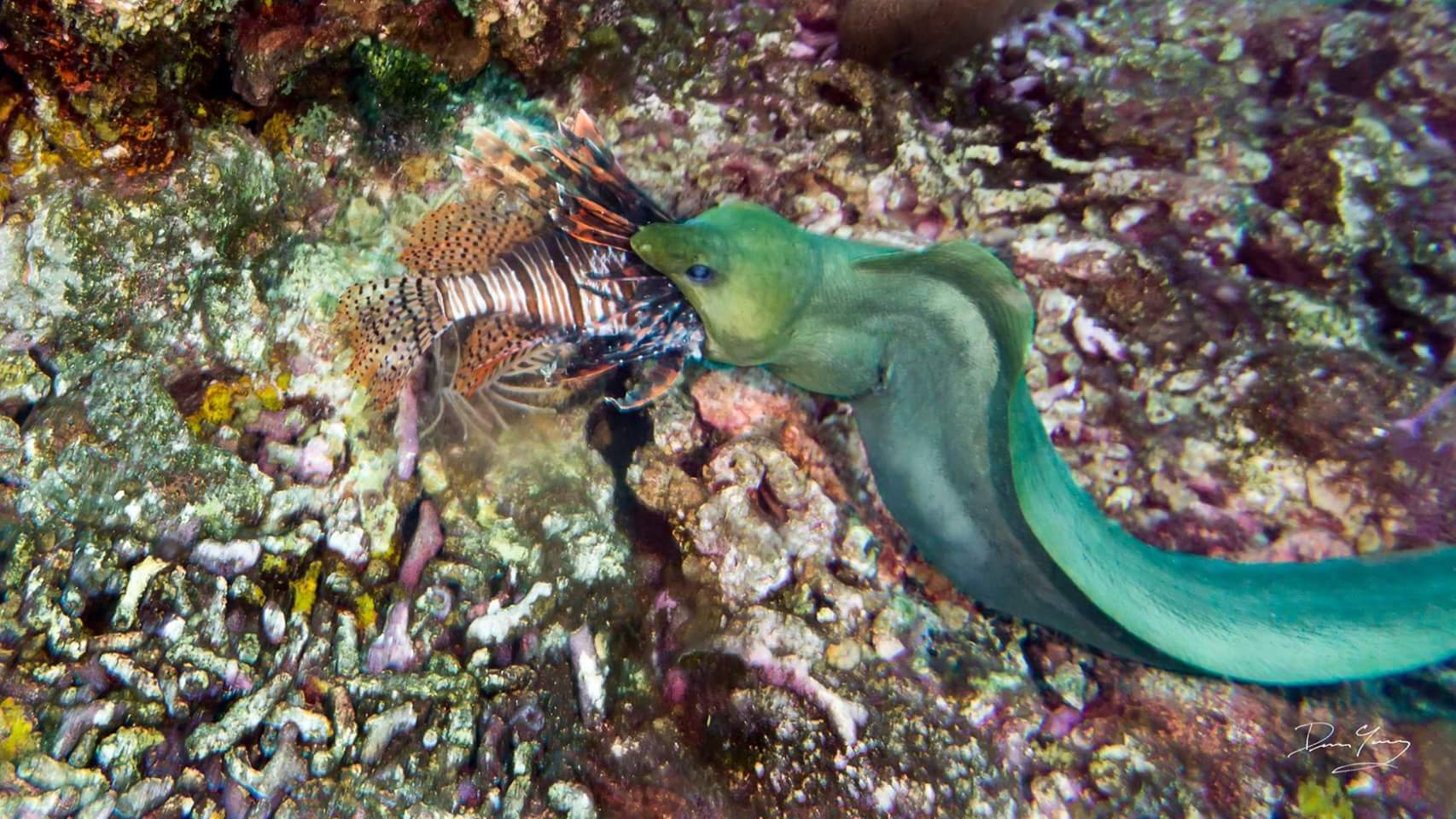 Moray Eels Eating