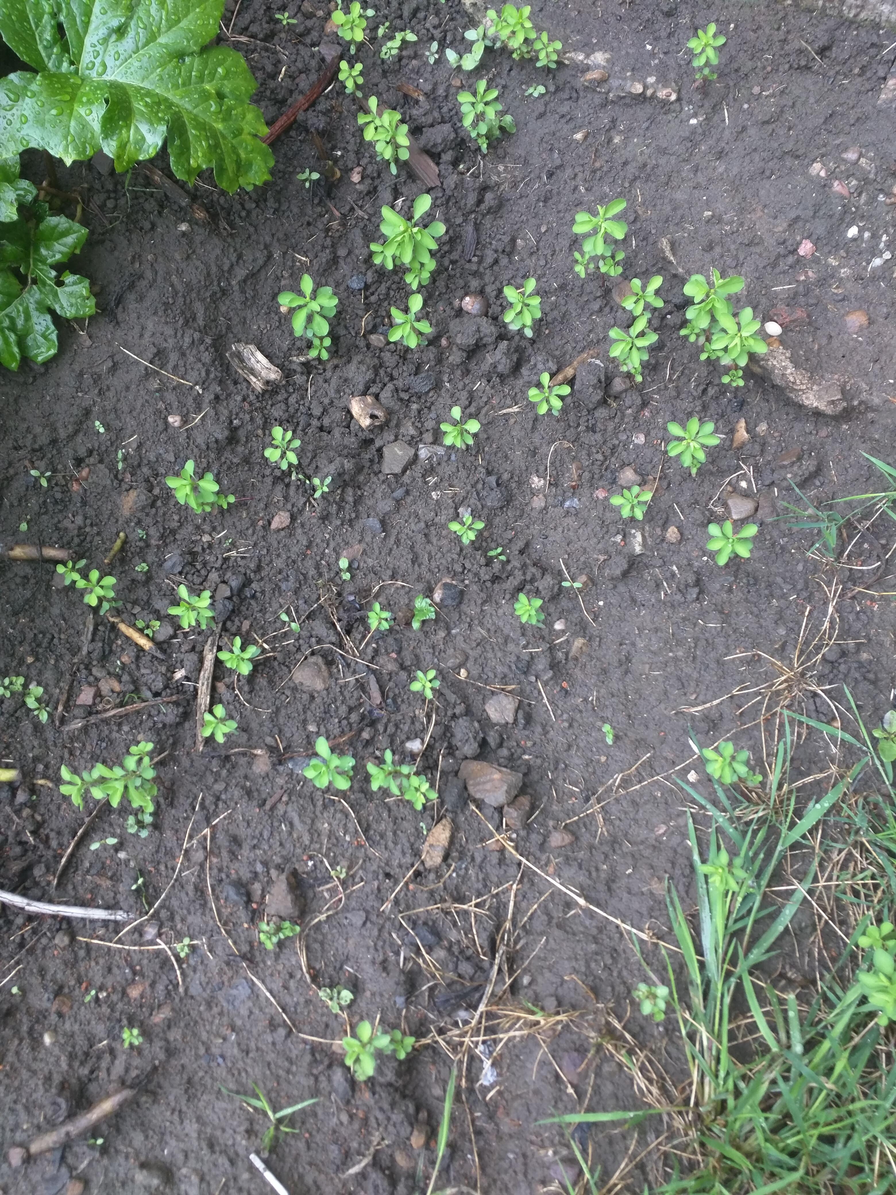 My leggy Danish Flags poppy seedlings, can anyone confirm if they are