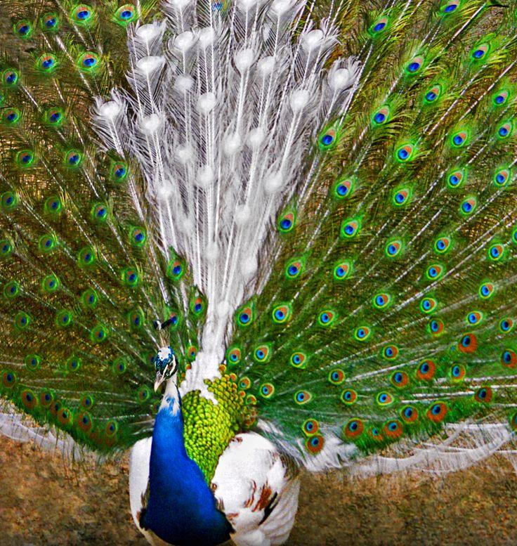 🔥 This is the result of a White Peafowl and a common Indian Blue