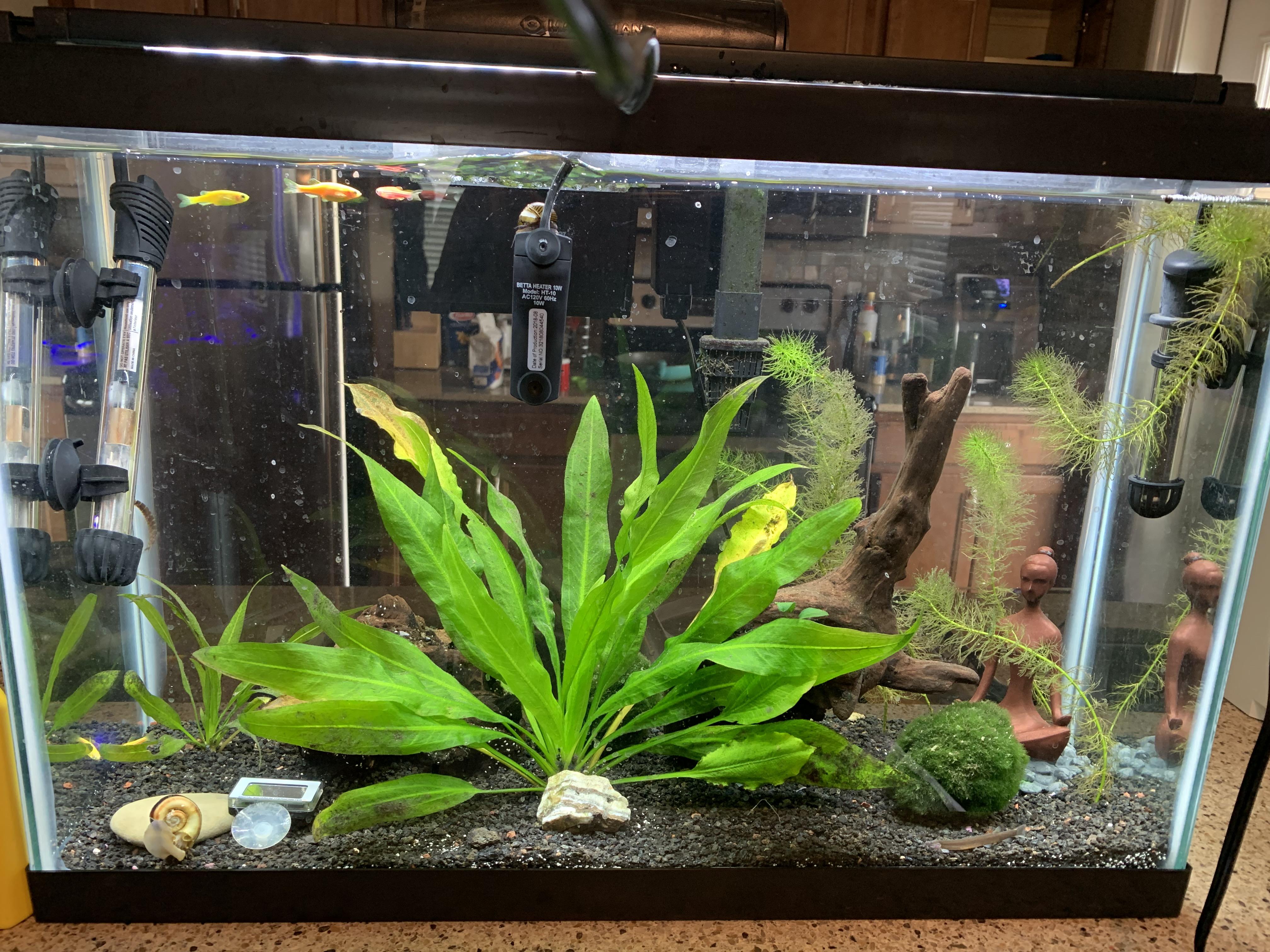 Can’t figure out what is wrong!?! Two bettas have died. The first one