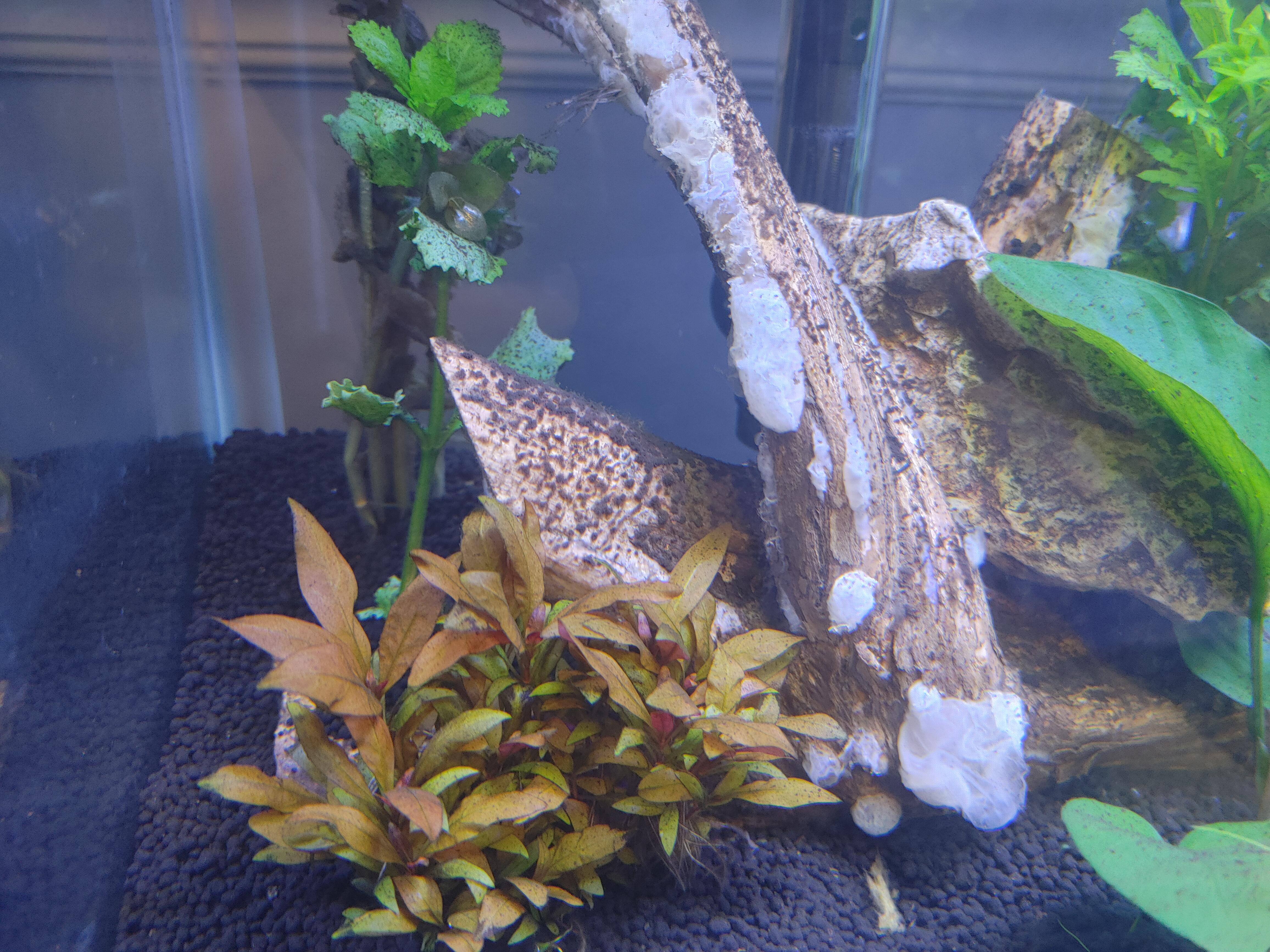 What is this white stuff growing on my wood? Aquariums