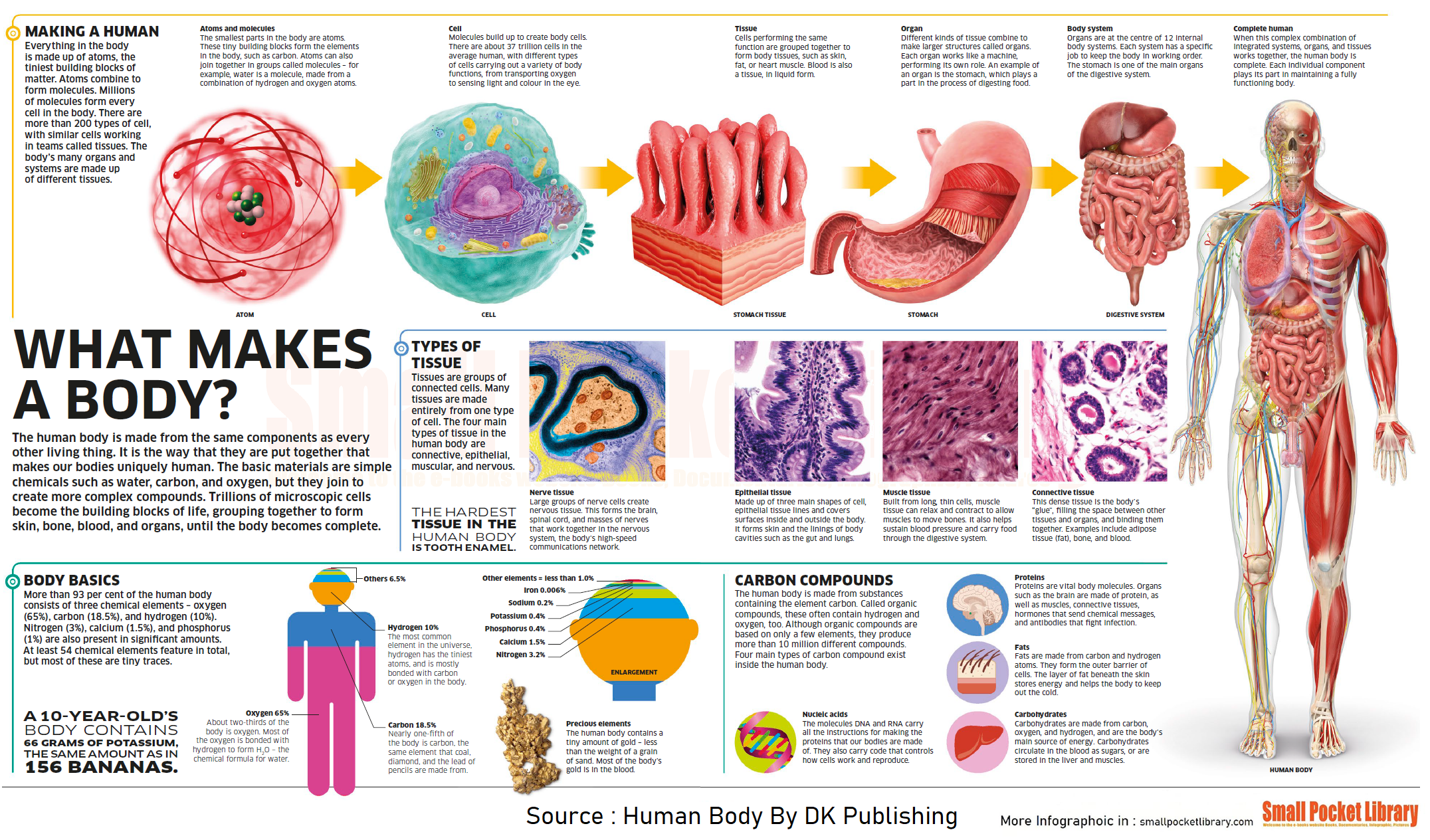 What Makes A Body ? r/Infographics