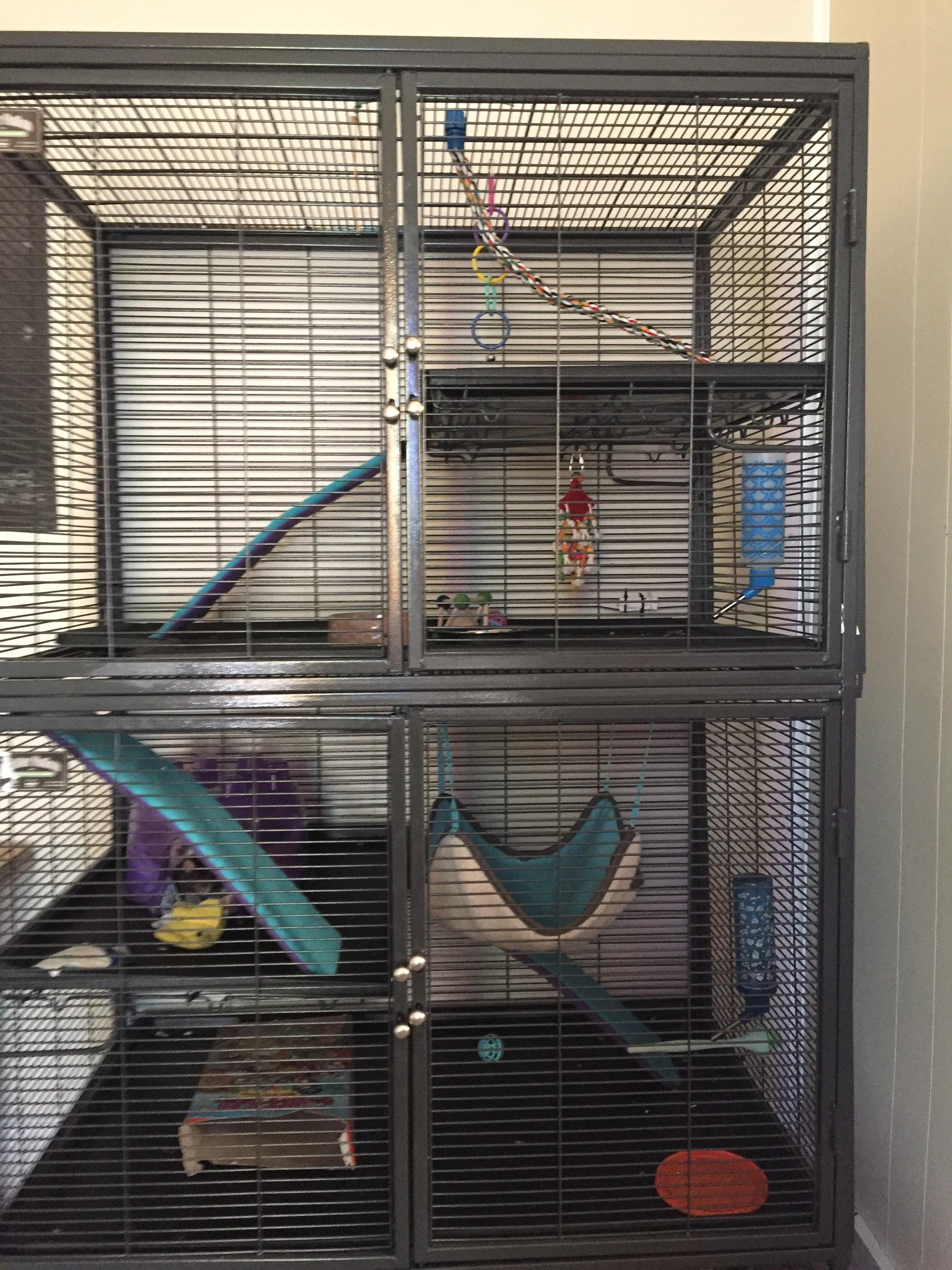 What should I add to improve my cage (my rats don’t really have a