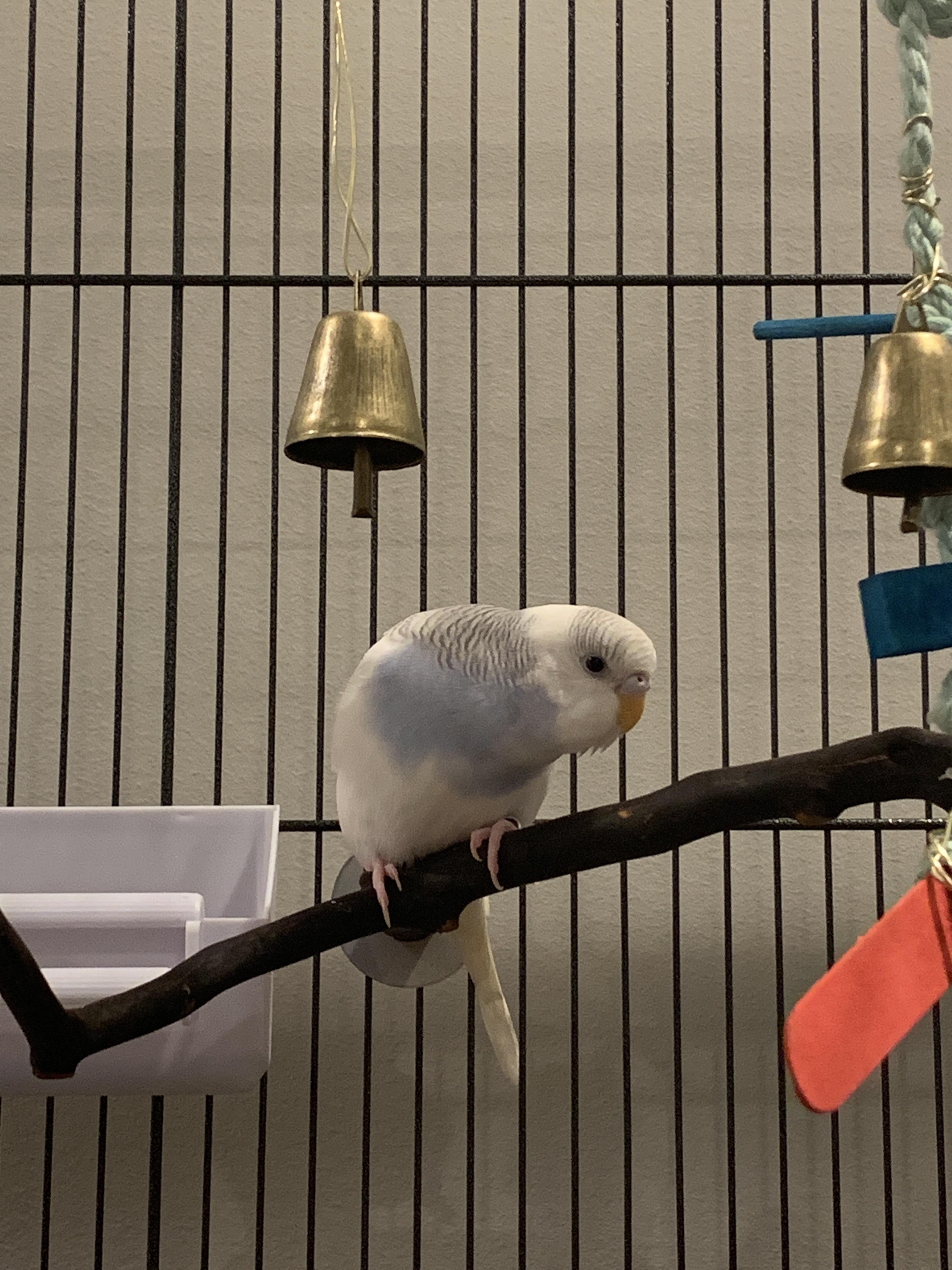 I’m a new budgie owner I’ve had my budgie for 4 days now and whenever I