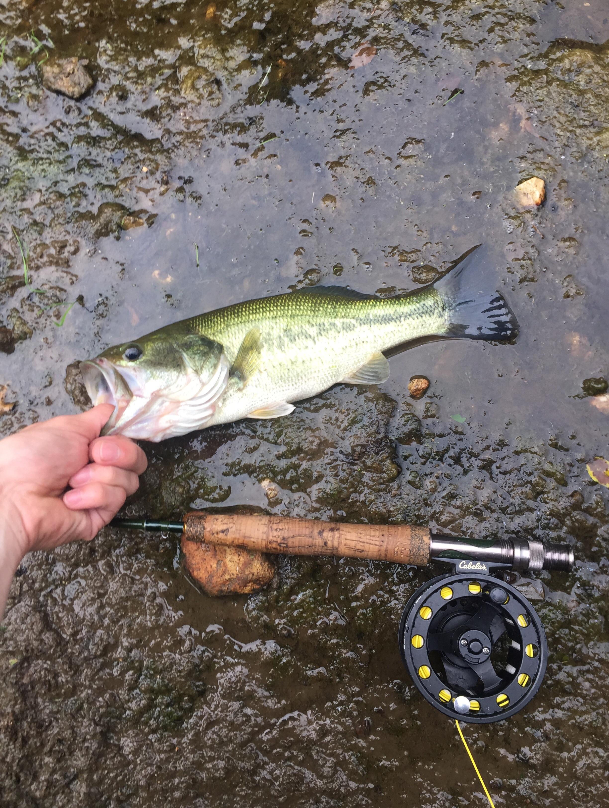 Found this guy in a tiny creek while fishing for smallies. Lots of fun