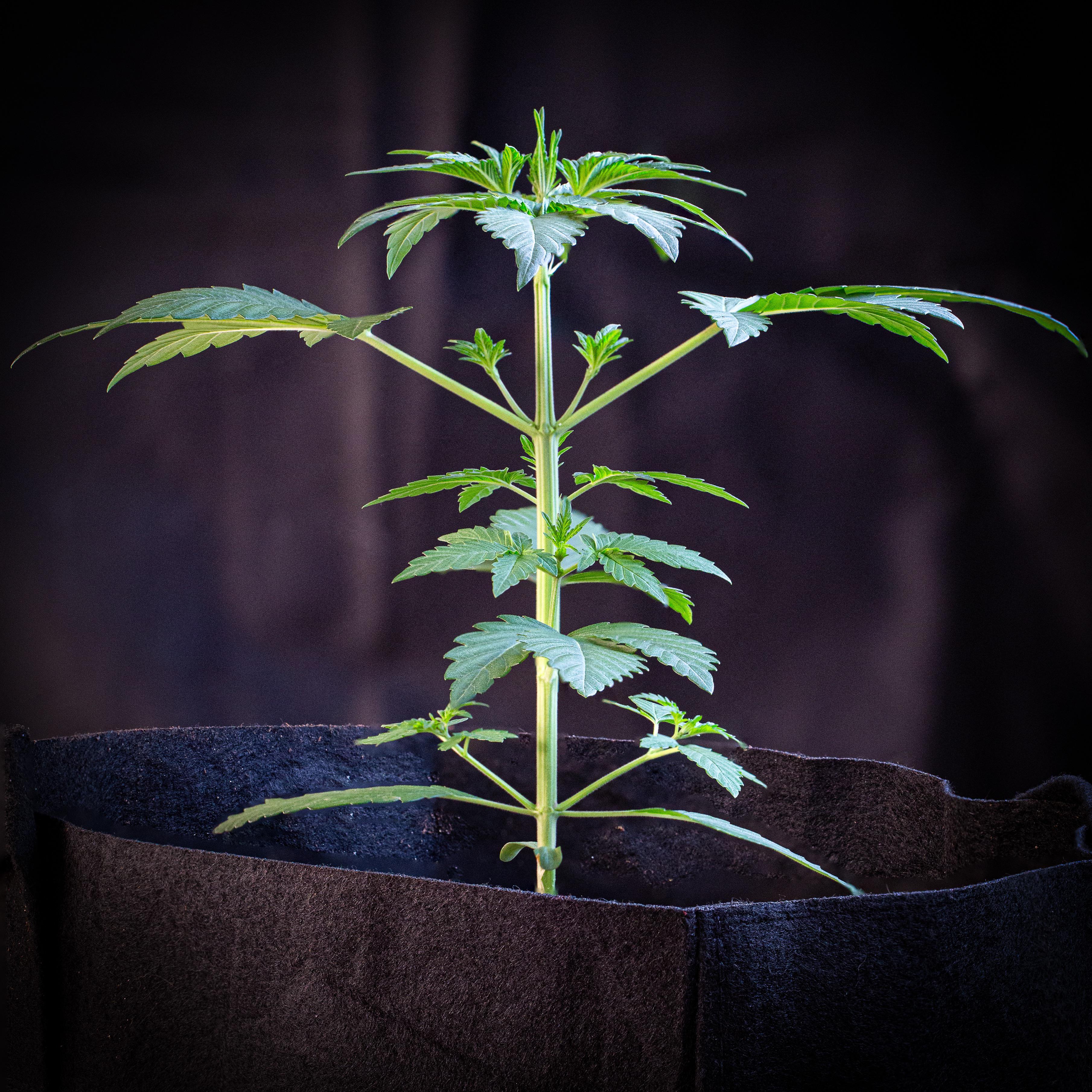 Ripley’s OG D18 r/MephHeads