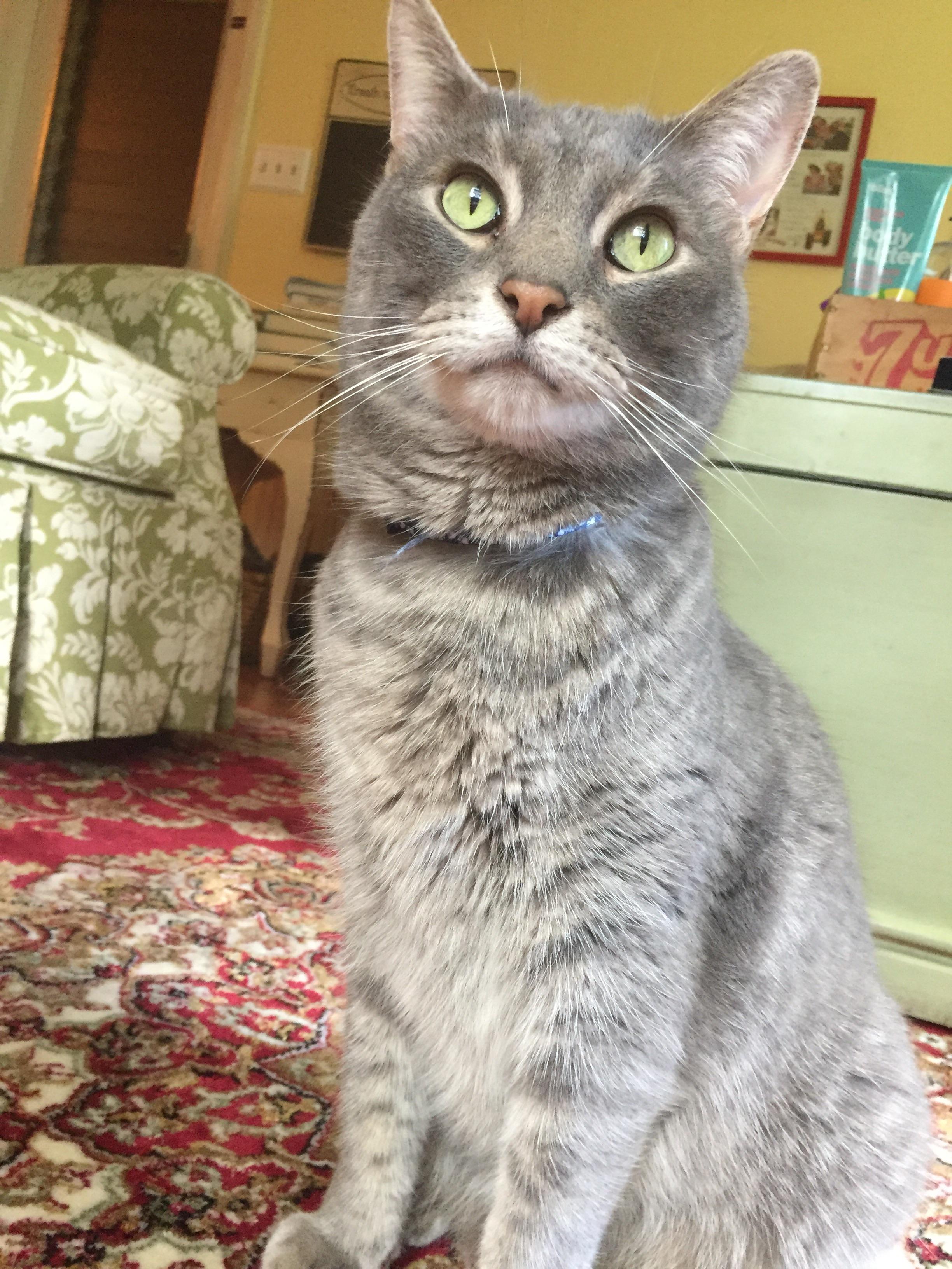 Smokey is the first cat I have ever owned. I still cannot believe I own