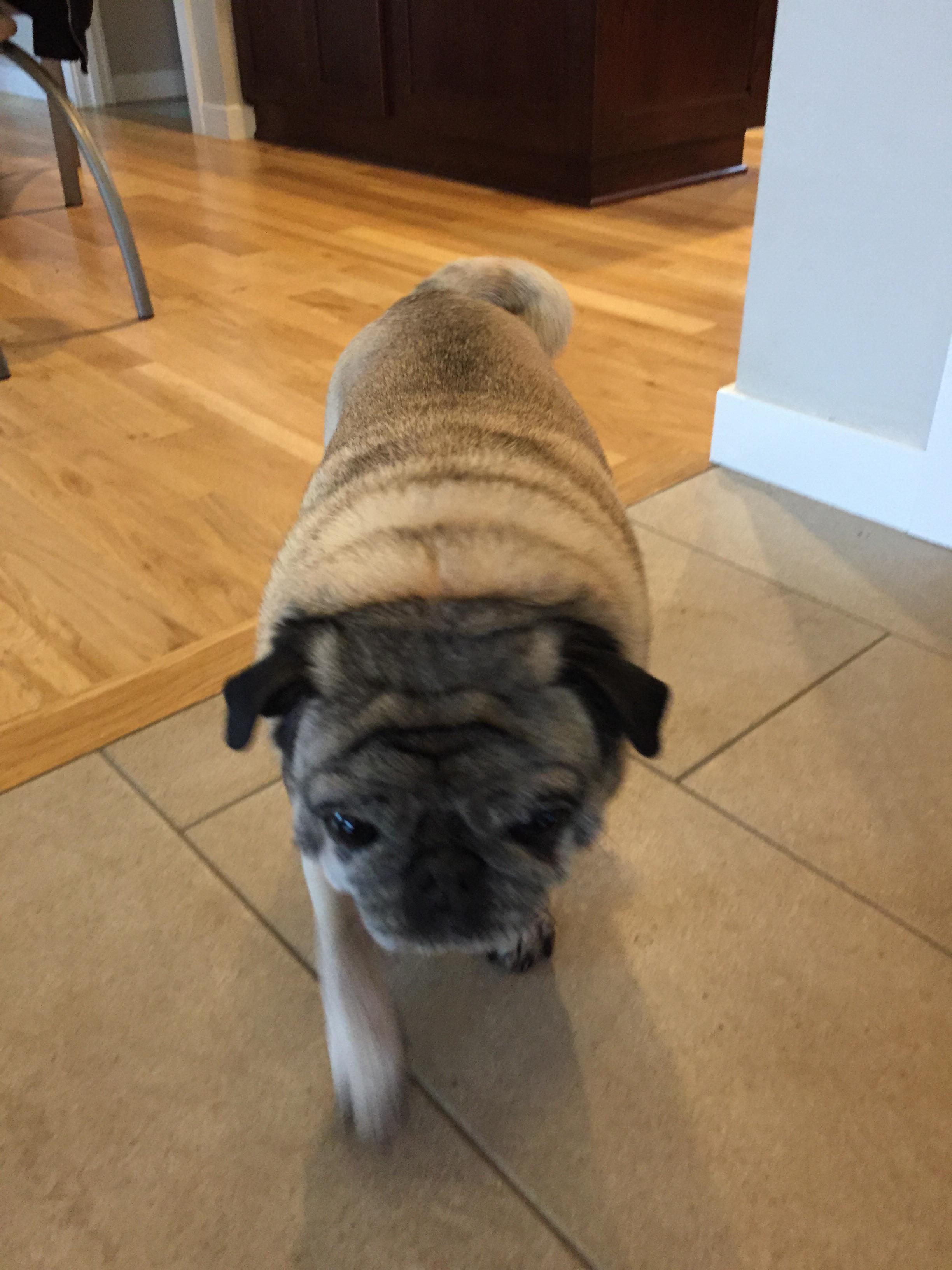 Found at Friendly Park. Elderly dog wants his owner r/Eugene