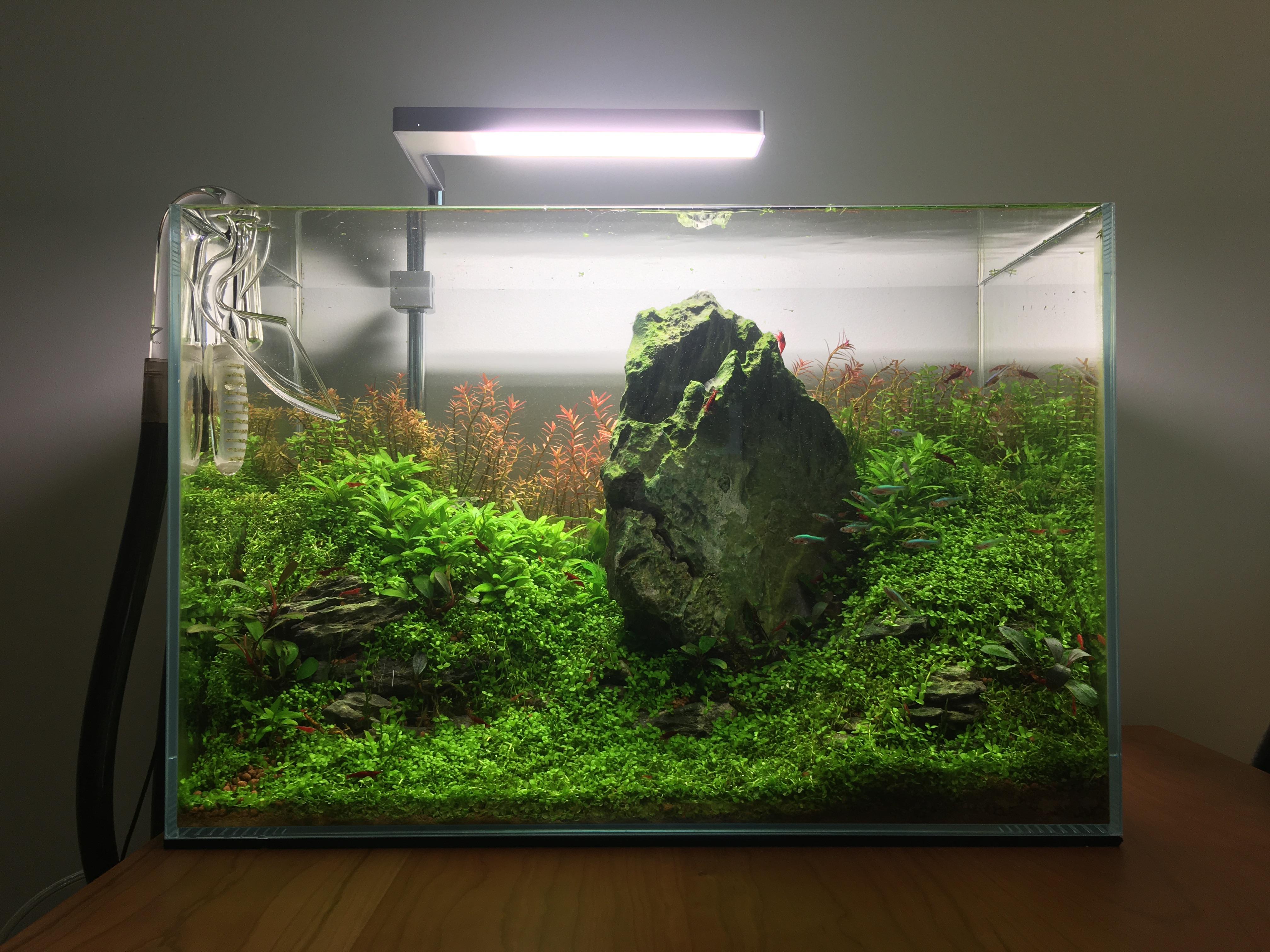 ADA 45P two months in! ("Algae Paradise") Aquascape