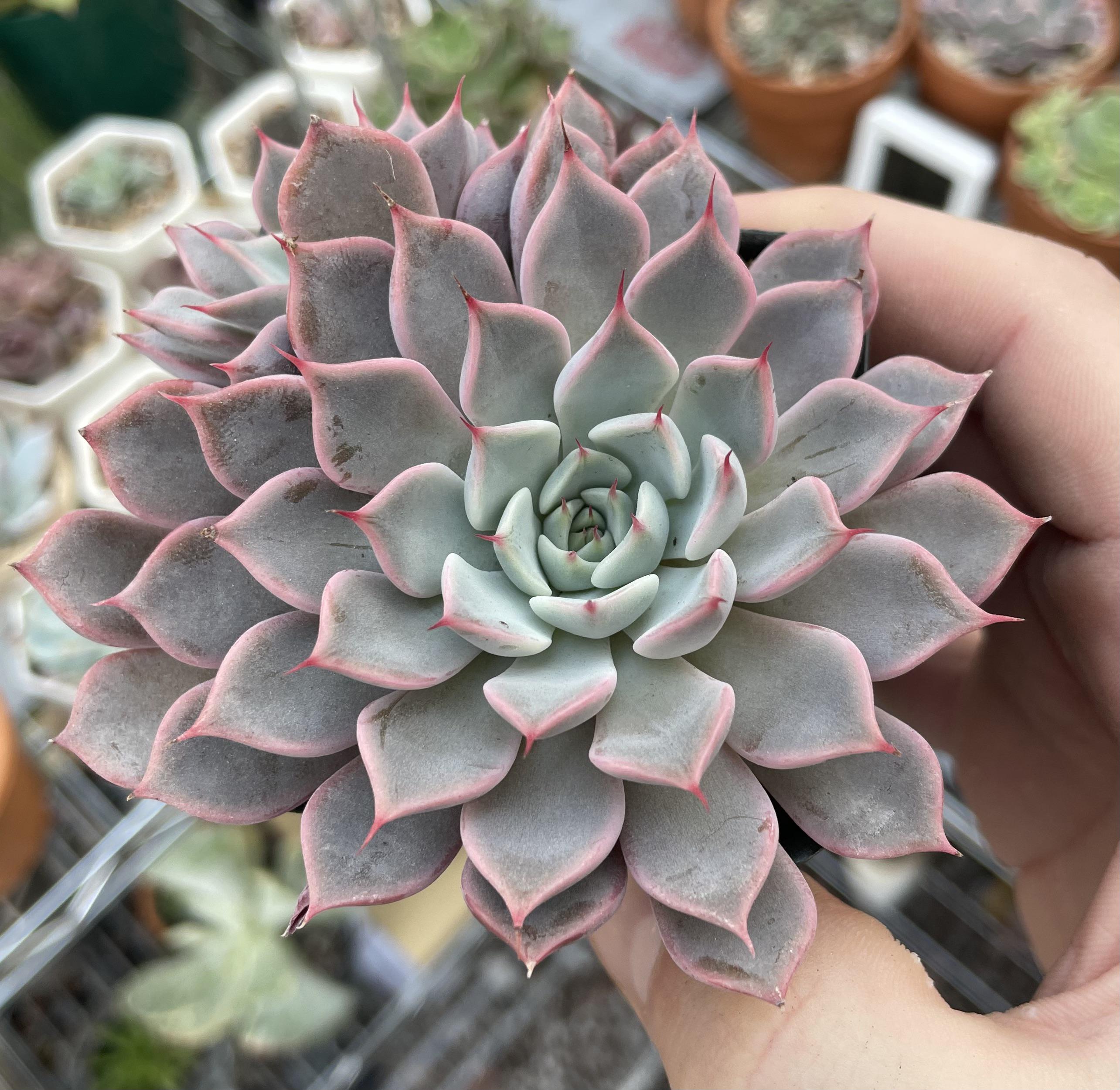 Labeled E. Elfstone 💚. echeveria