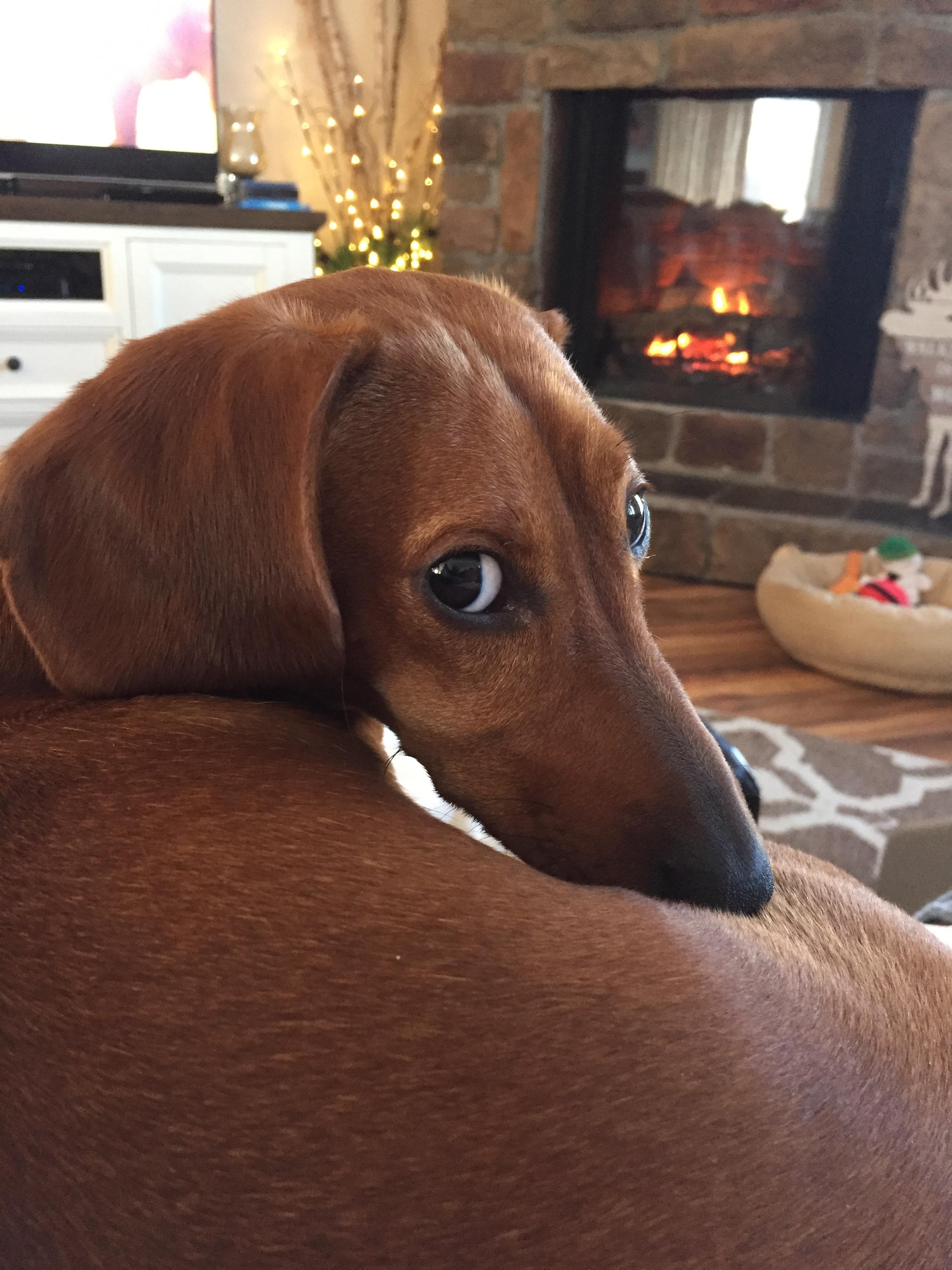 The sideeye. Invented by the Dachshund. r/aww