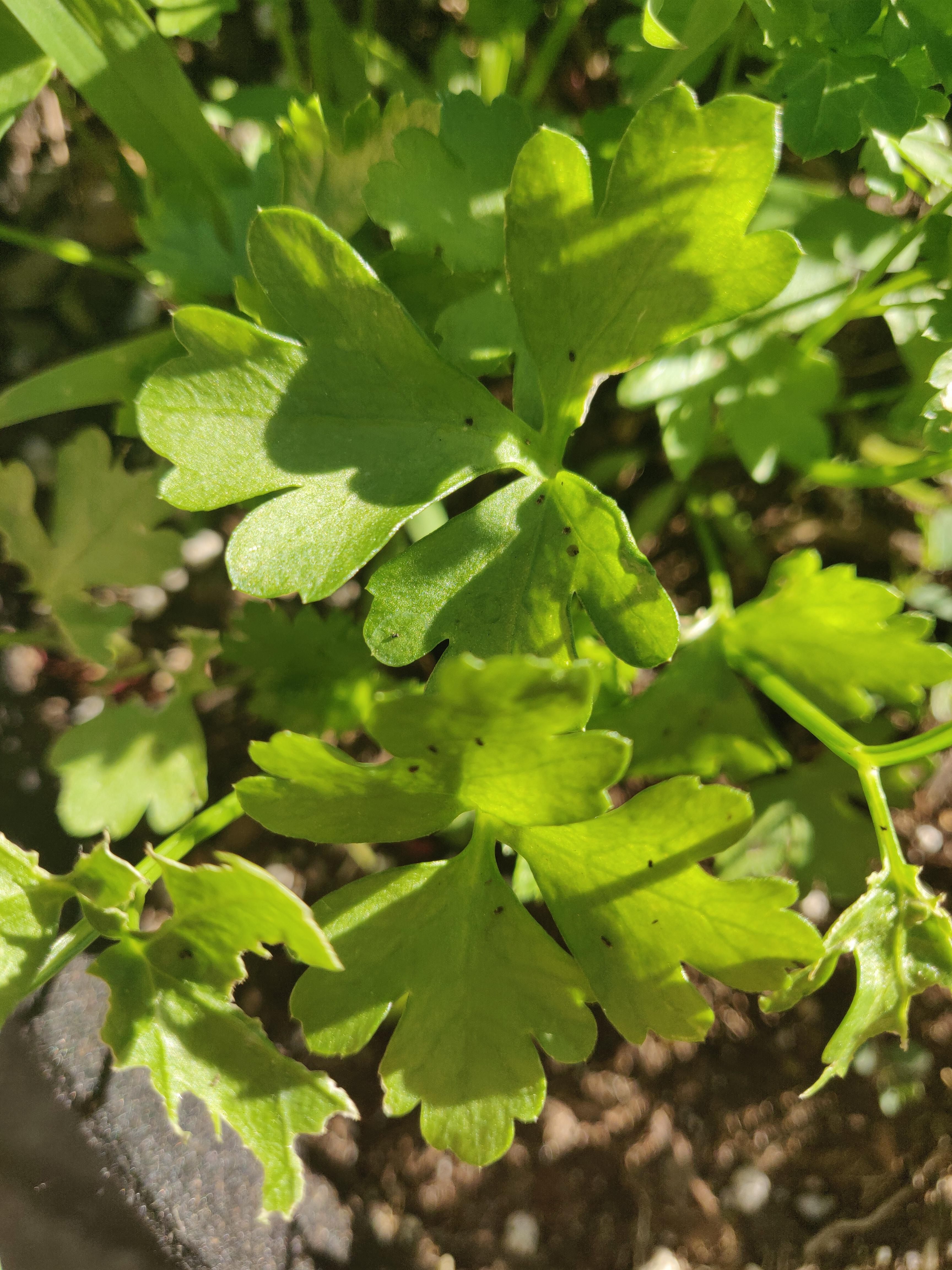 what these black dots on my parsley, aphids?? r/plantclinic