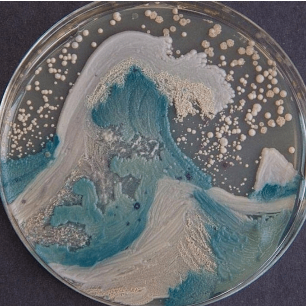 Petri Dish Art