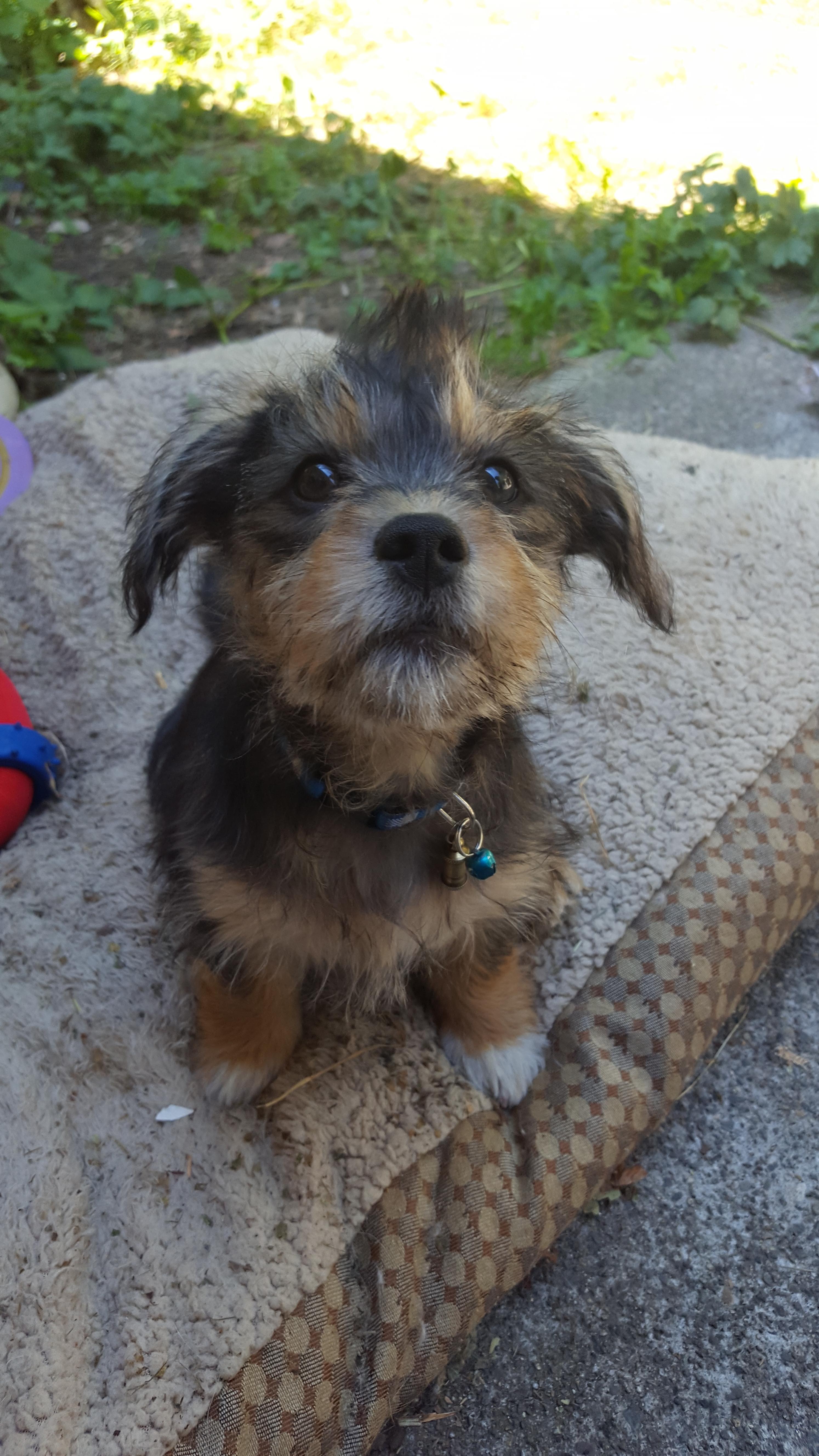 I just discovered that I can give my puppy a mohawk! r/aww
