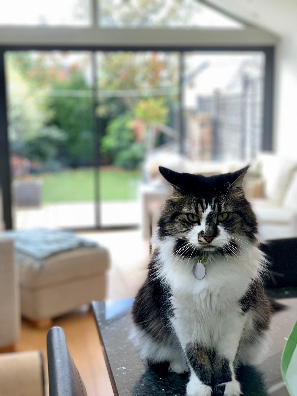 My friend cat sitting shared this picture of my unhappy boy. I assume