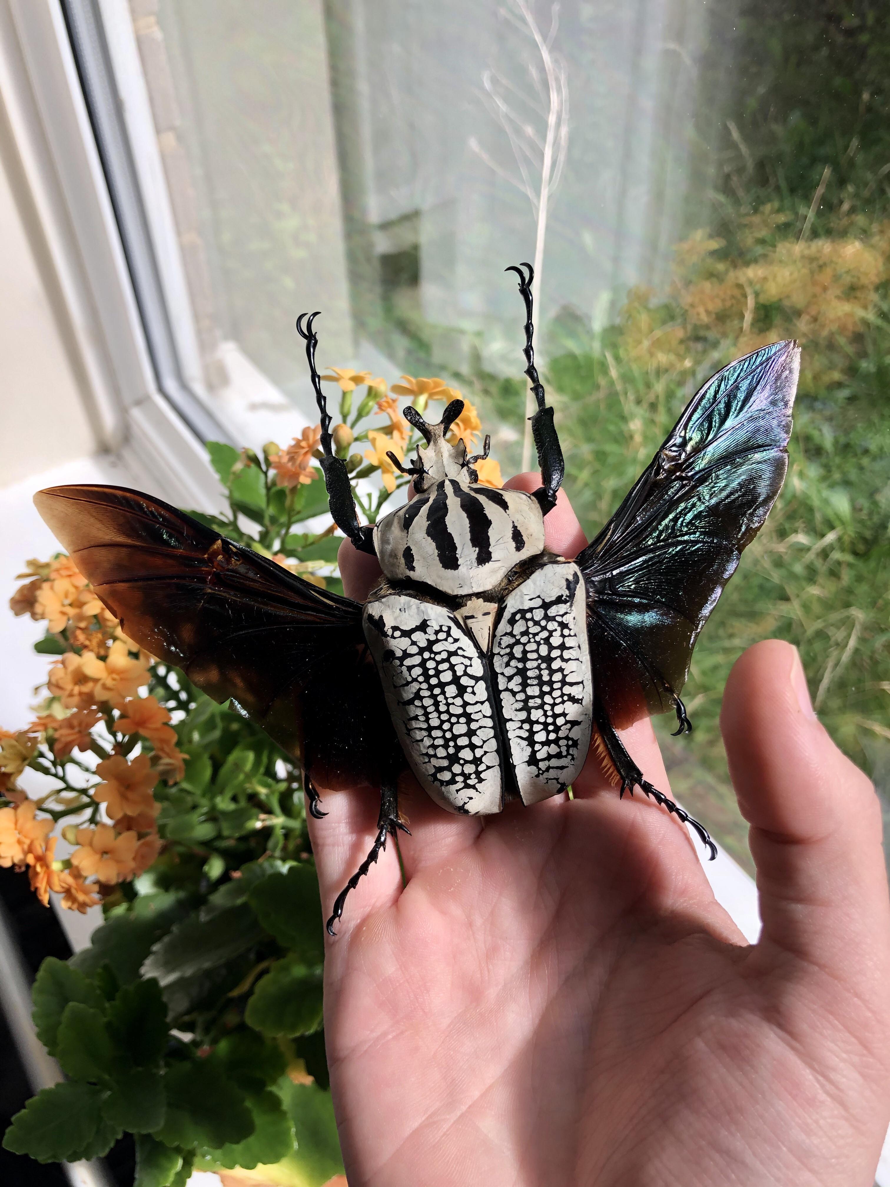 Male Goliathus orientalis goliath beetle! r/Entomology