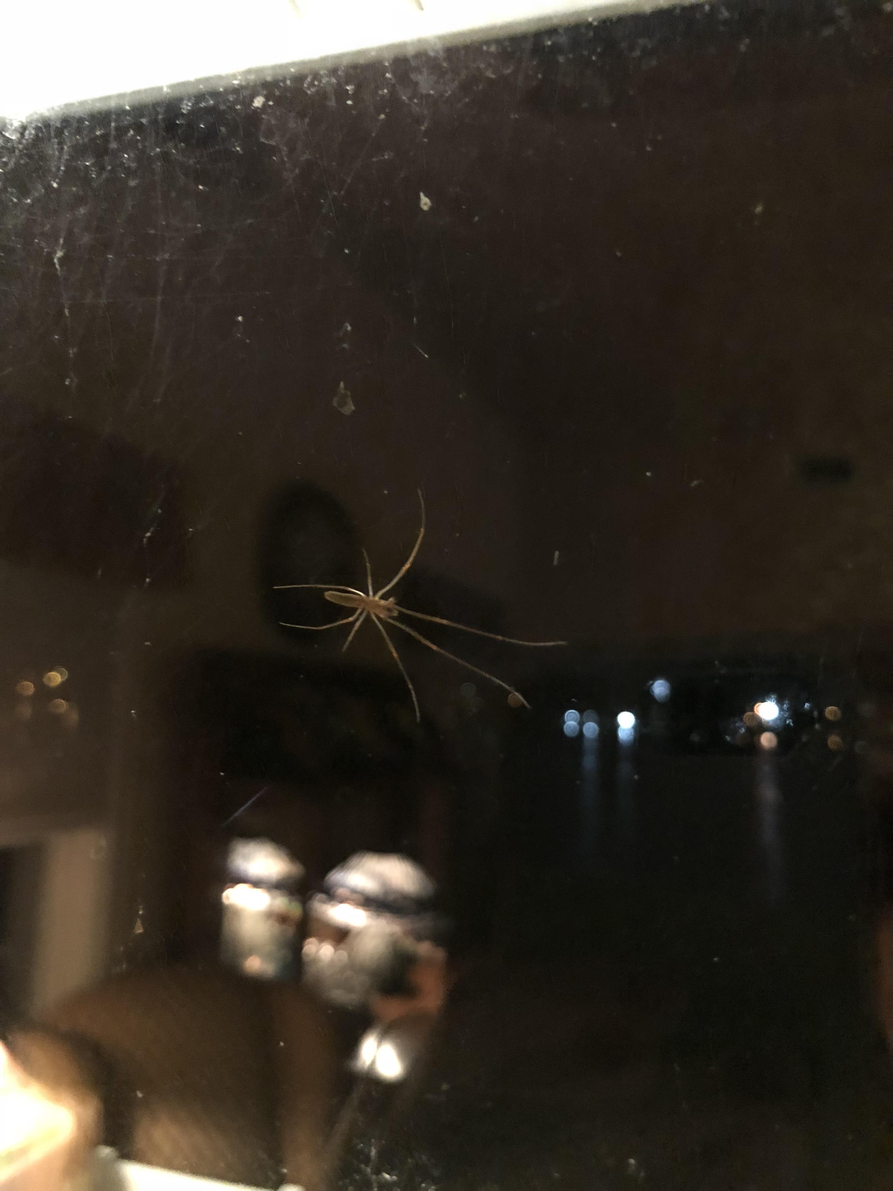 What's this spider? Long Island, NY r/spiders